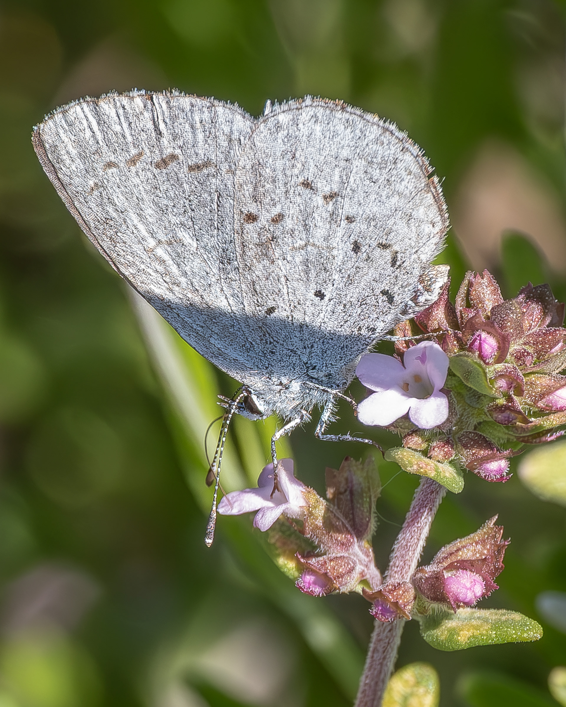 Echo Azure(Celastrina echo), Kjargaard Road