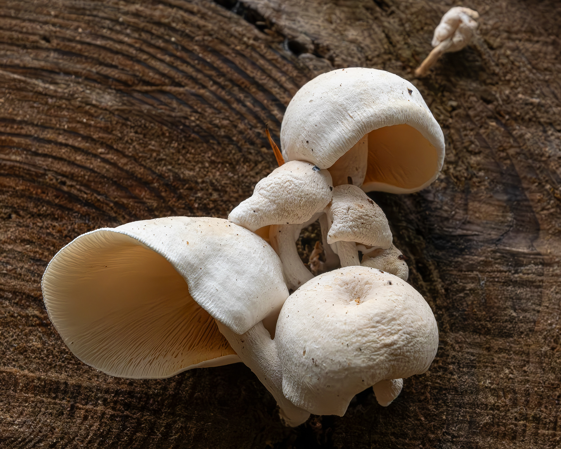 Mealy oyster (Ossicaulis lignatilis)?, Spencer Spit Preserve