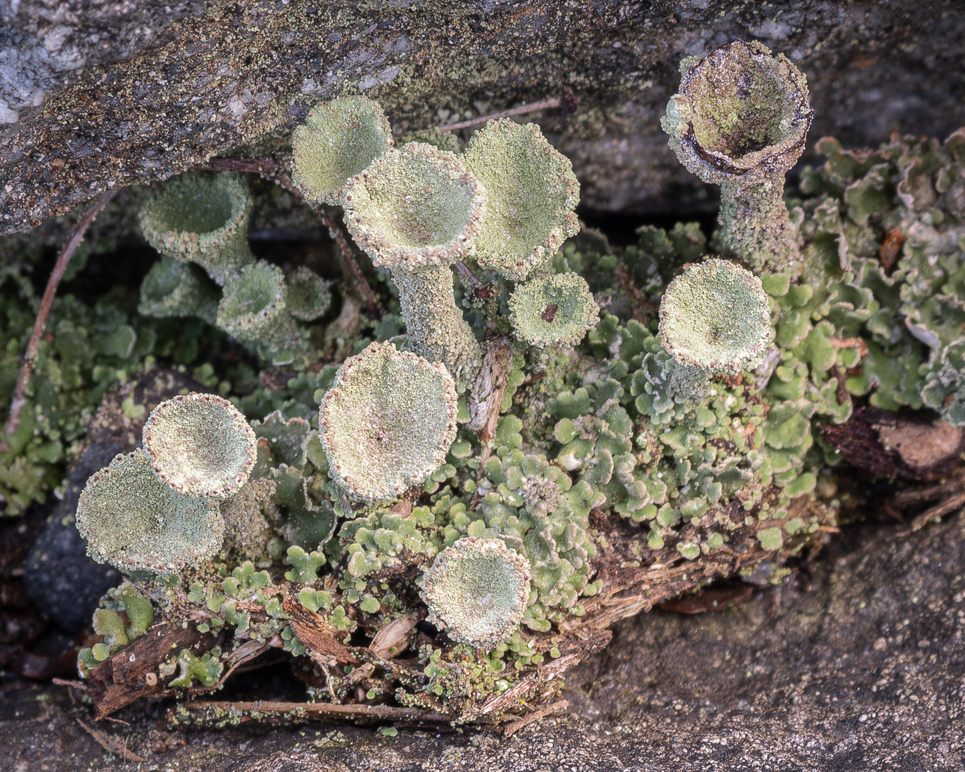Pebbled pixie-cup (Cladonia pyxidata), Kjargaard Road
