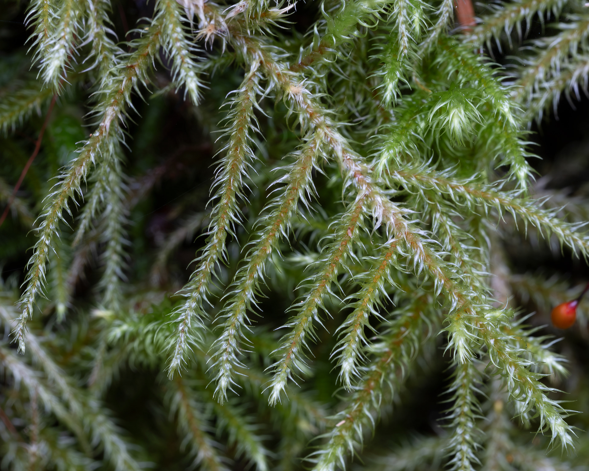Lanky Moss (Rhytidiadelphus loreus), Lopez Hill