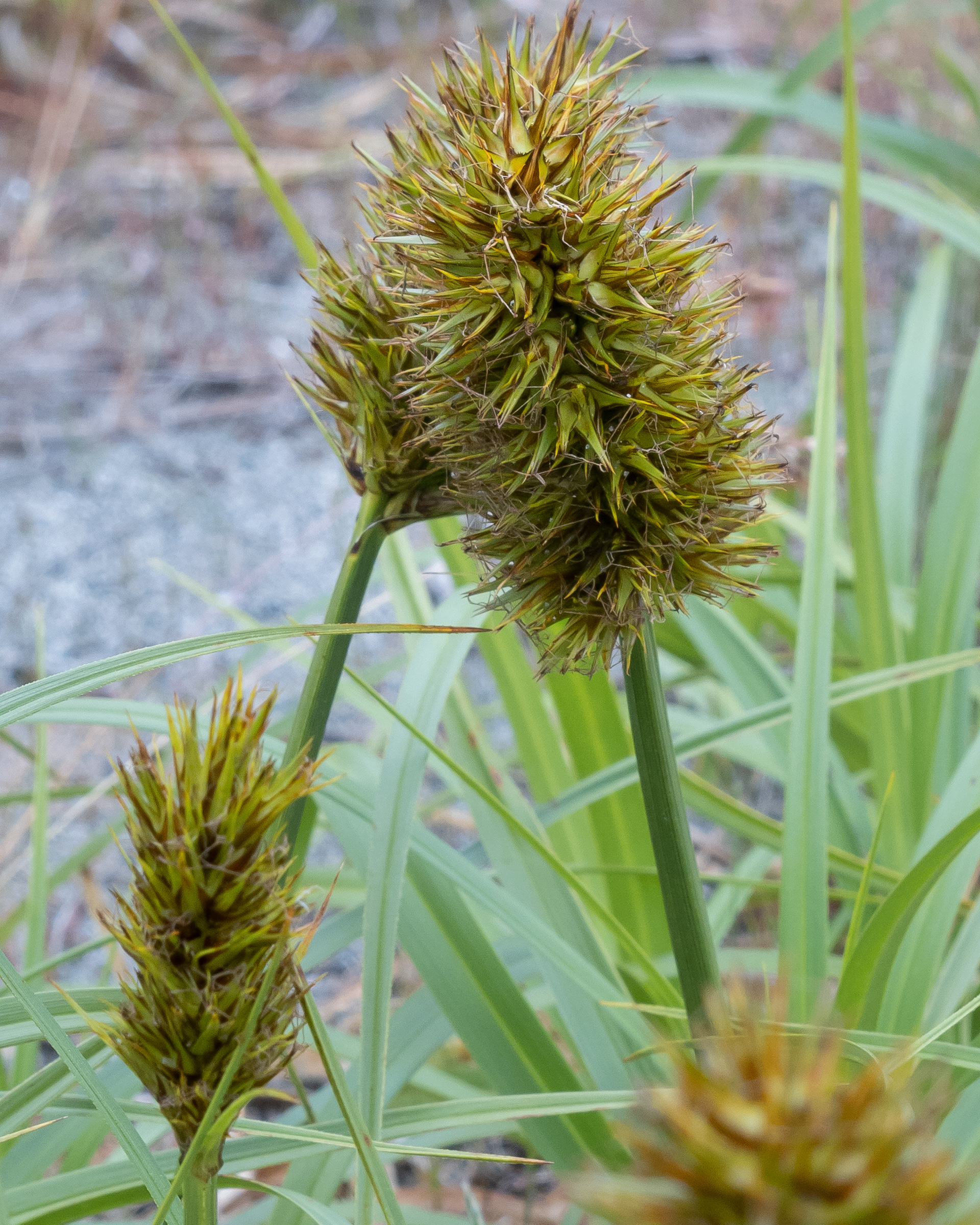 Bighead sedge (Carex macrocephala), Spencer Spit