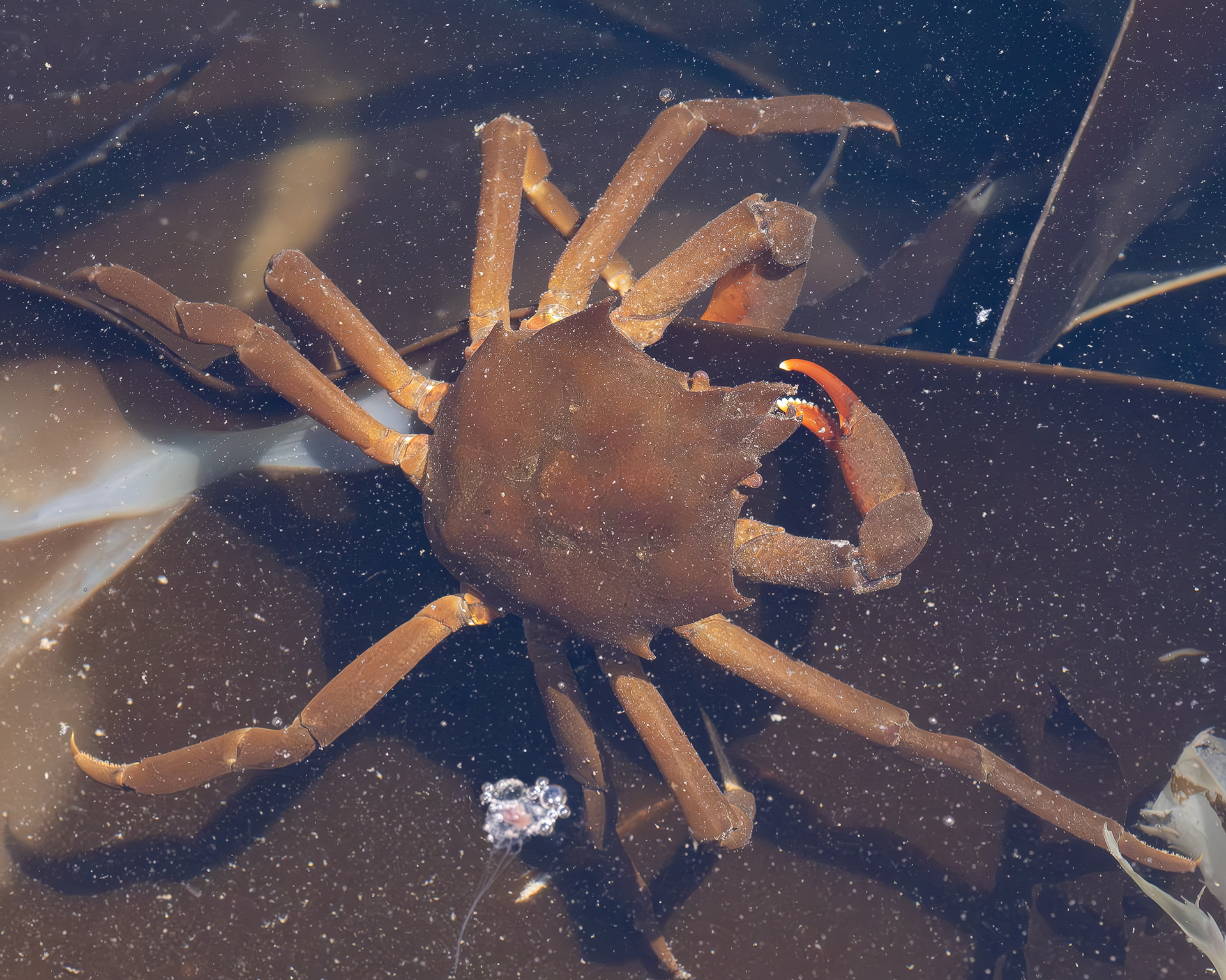 Northern Kelp Crab, Iceberg Point