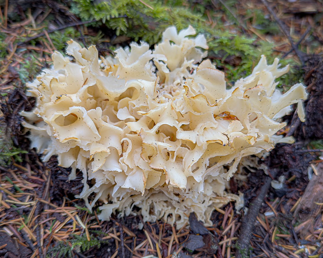 Cauliflower mushroom (Sparassis crispa), Lopez Hill