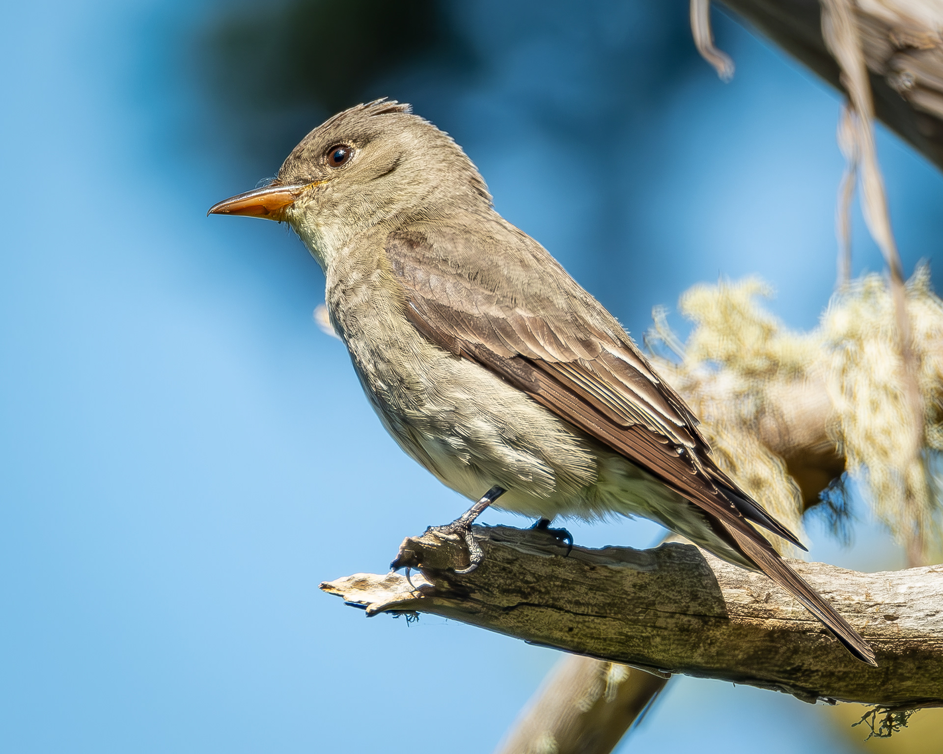 Olive-sided Flycatcher, Richardson Marsh