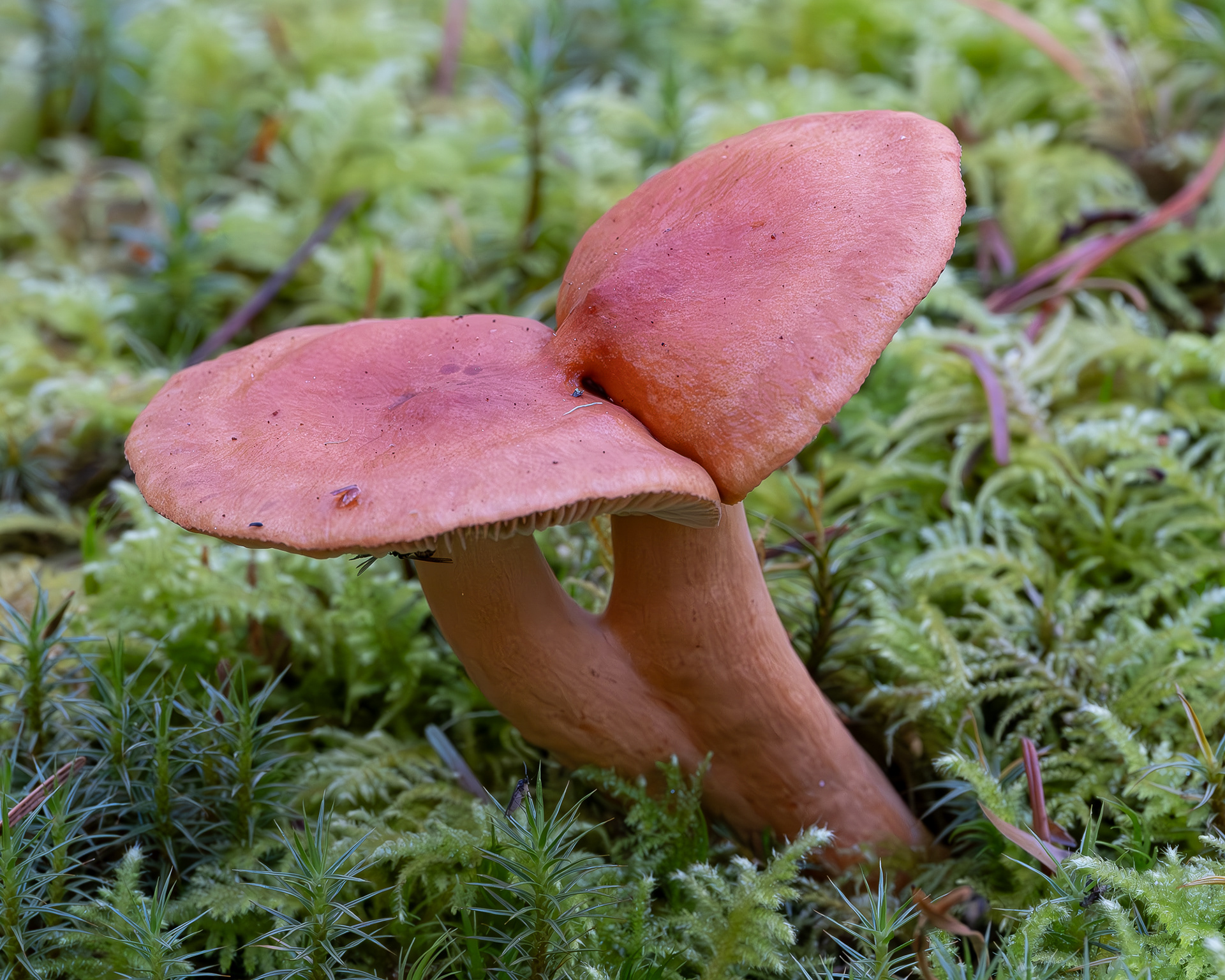 Rufous milkcap (Lactarius rufus), Lopez Hill