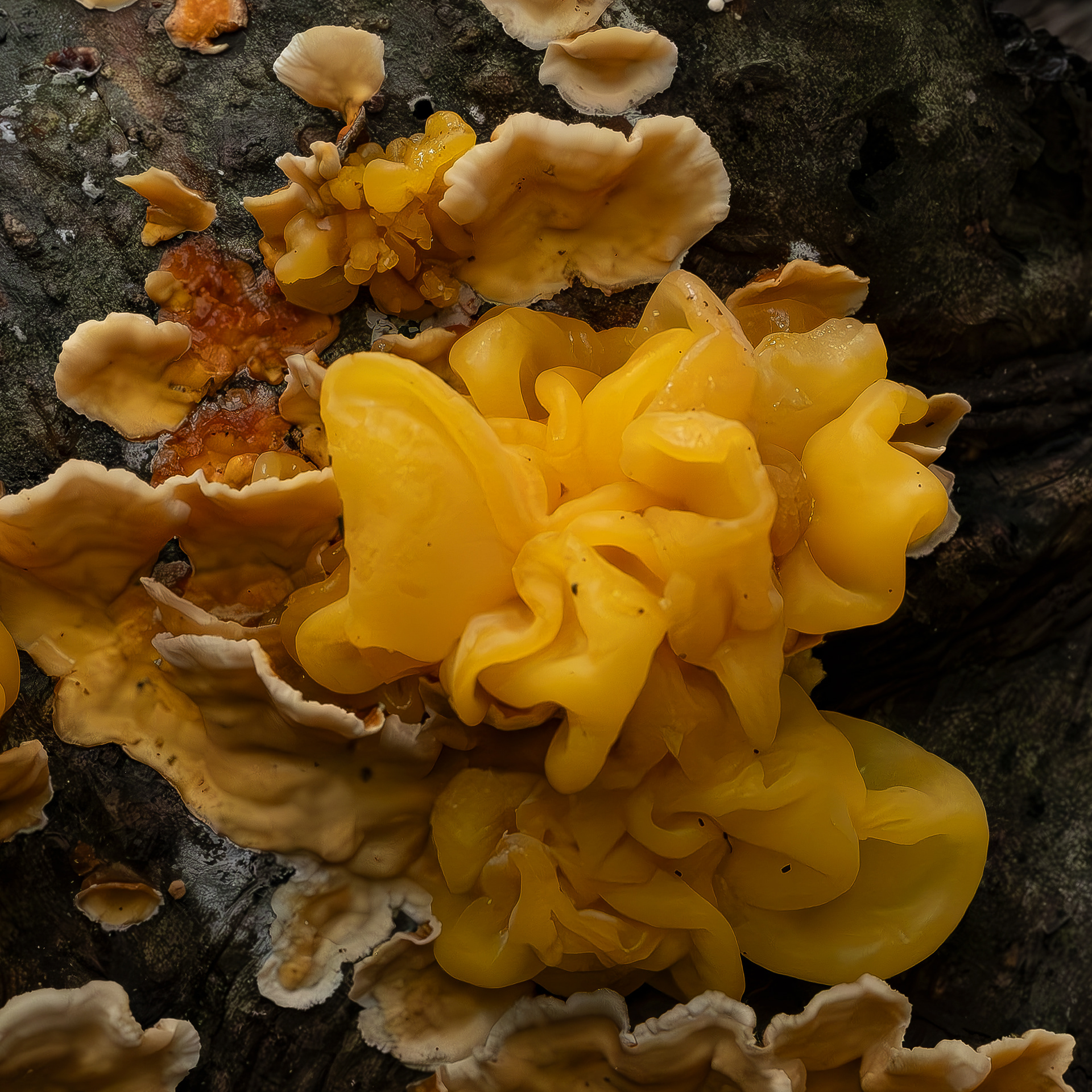 Golden ear (Tremella aurantia), Parasitizes Stereum hirsutum, Hummel Lake Preserve