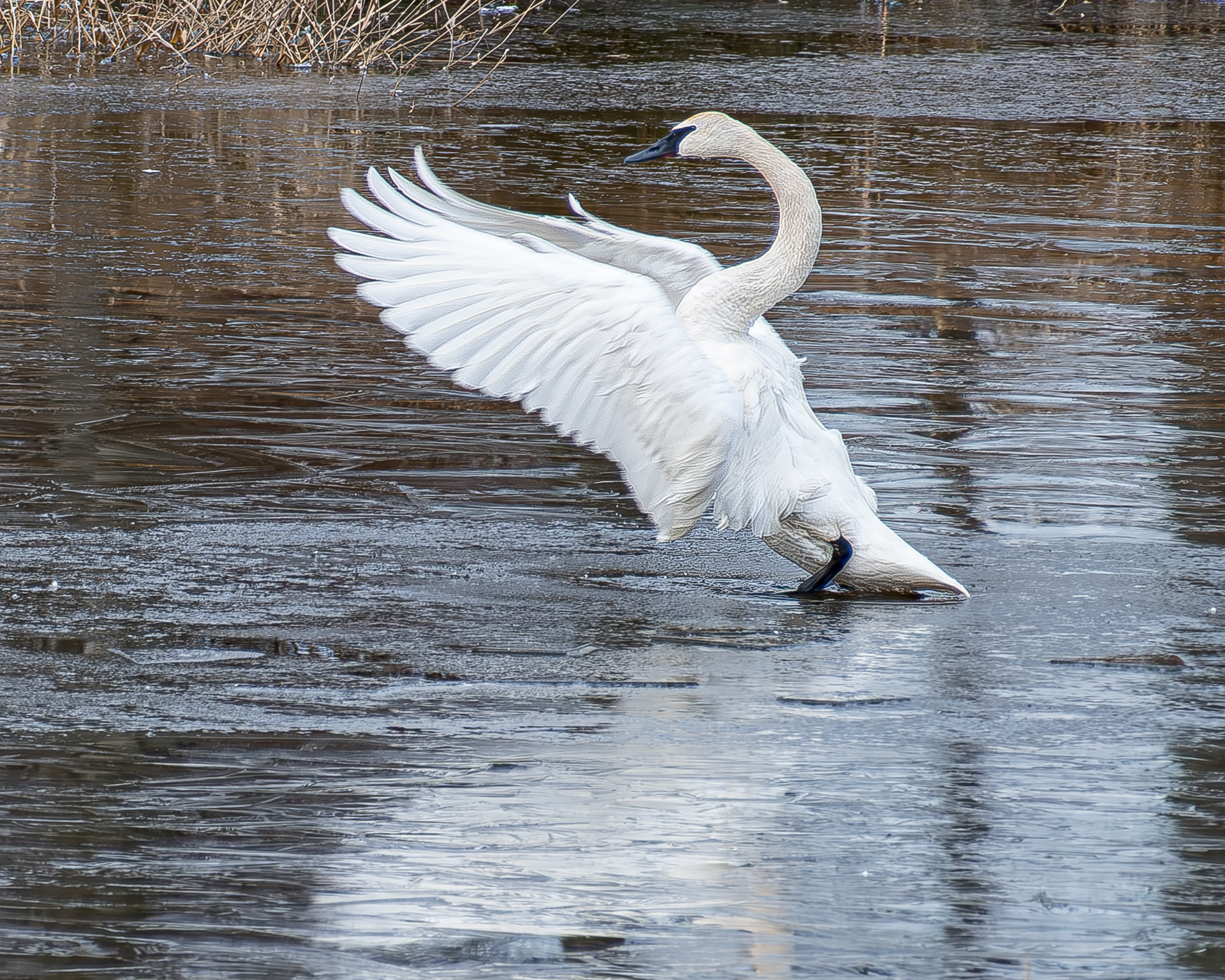 Trumpeter Swan, Kjargaard Road