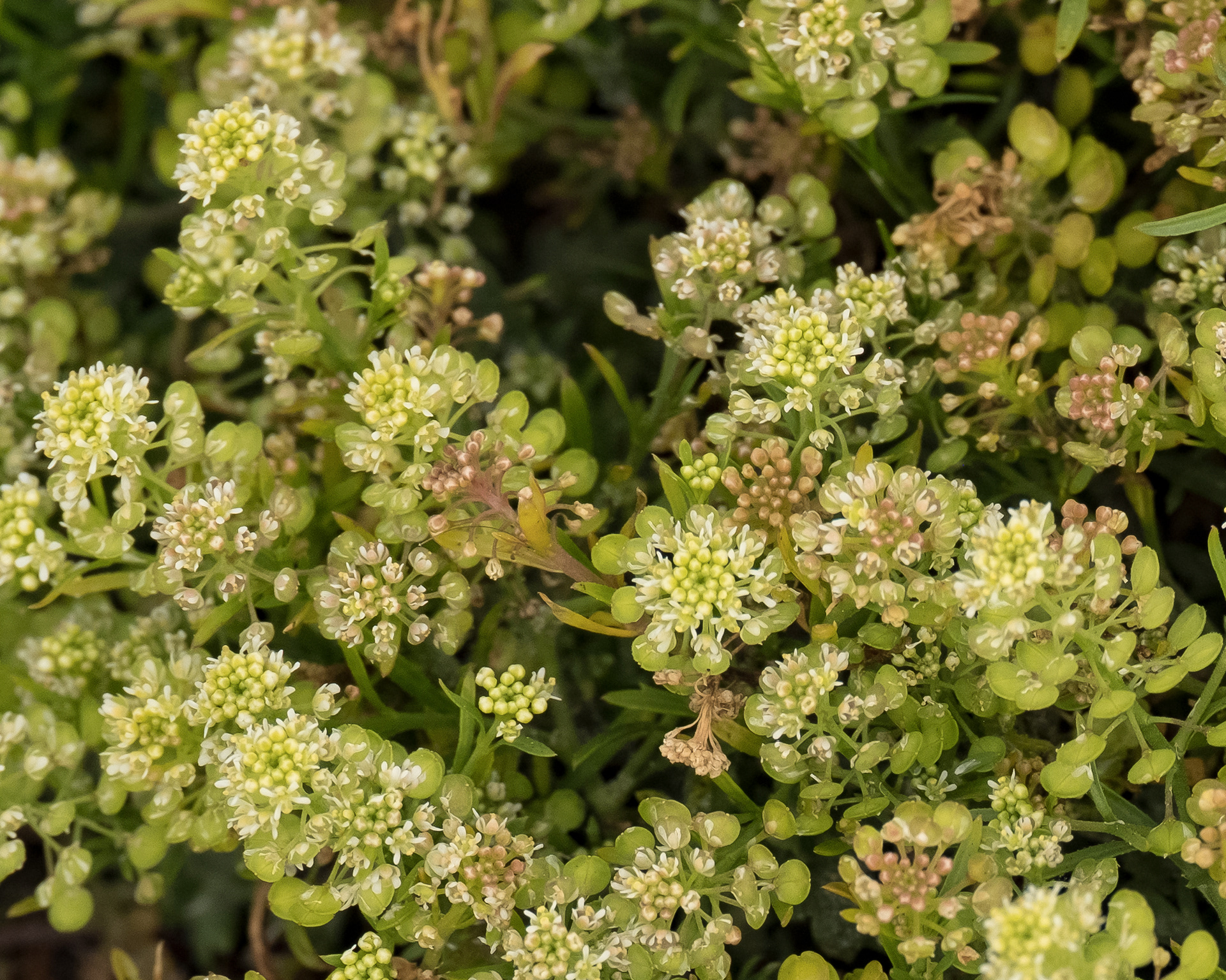 Peppergrass (Lepidium virginicum), Iceberg Point