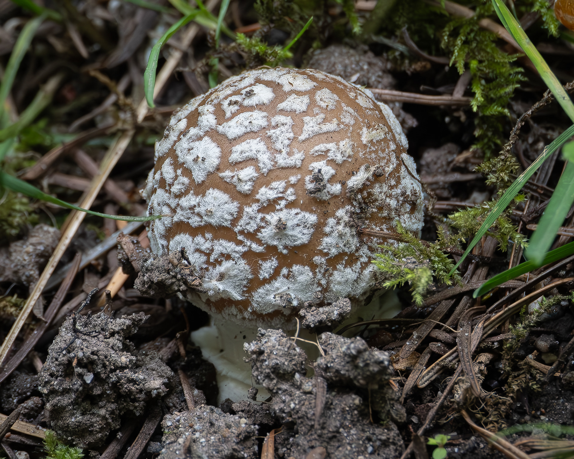 Panther cap, (Amanita pantherina) Spencer Spit