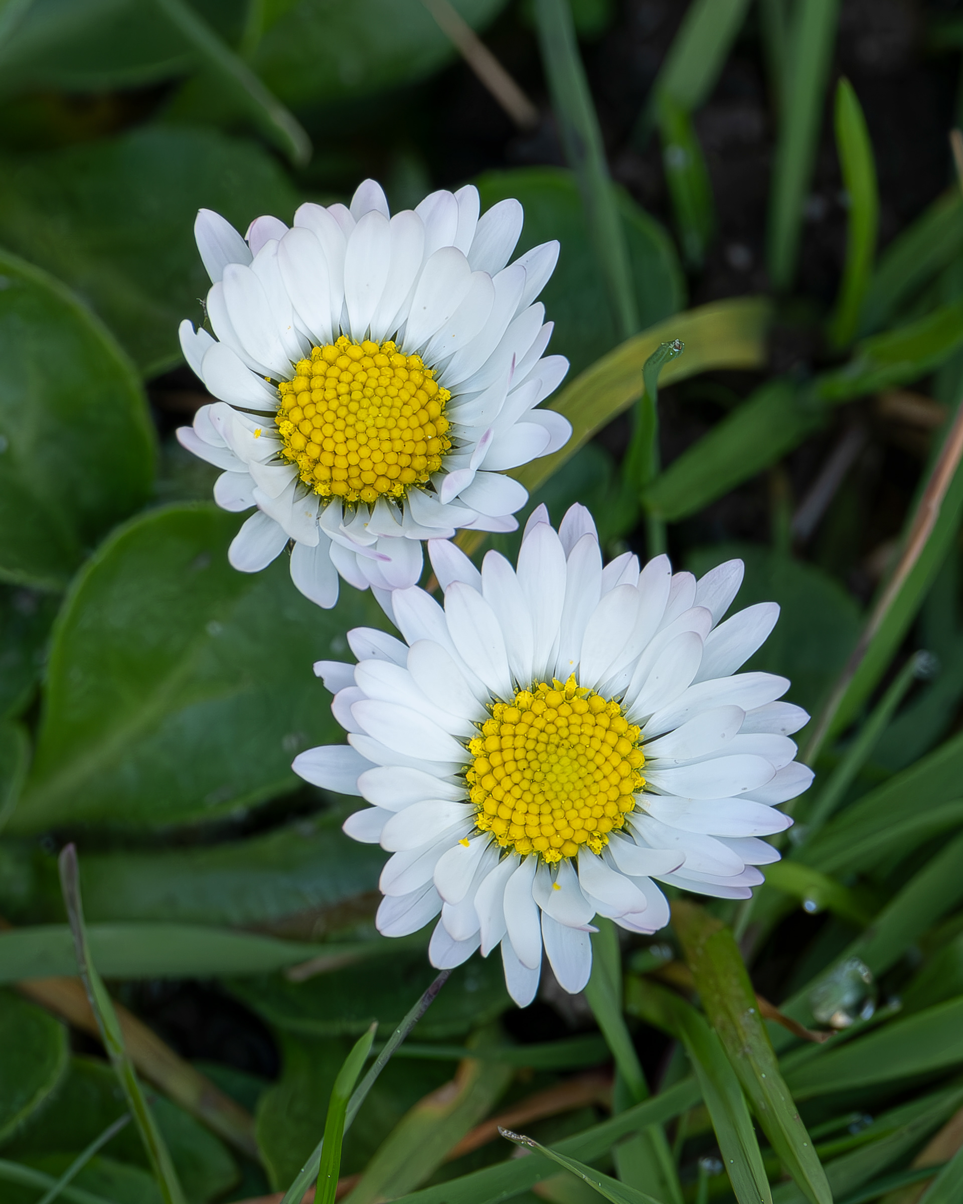 Lawn (or English) Daisy (Bellis perennis), Spencer Spit
