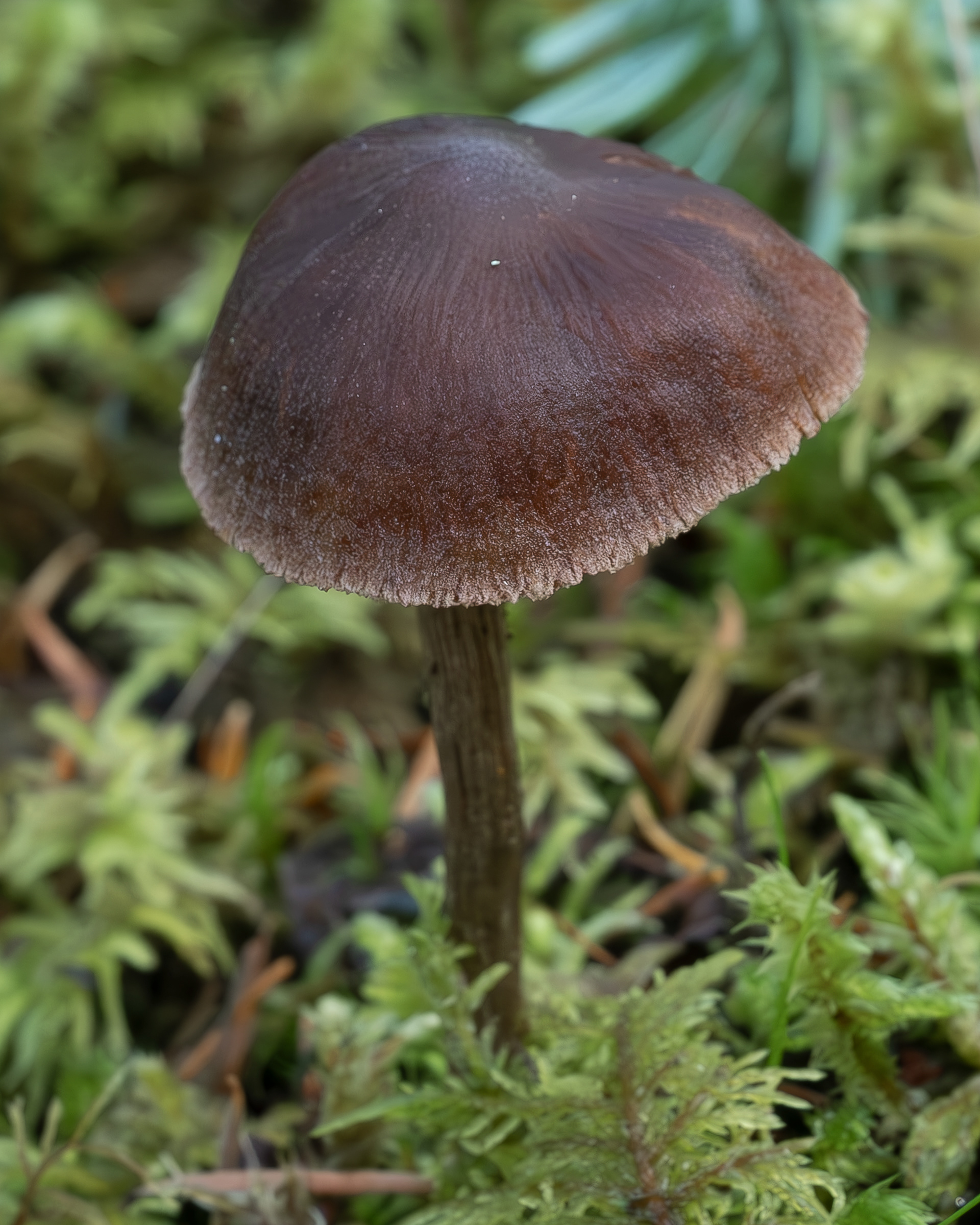 Cortinarius brunneus, Lopez Hill