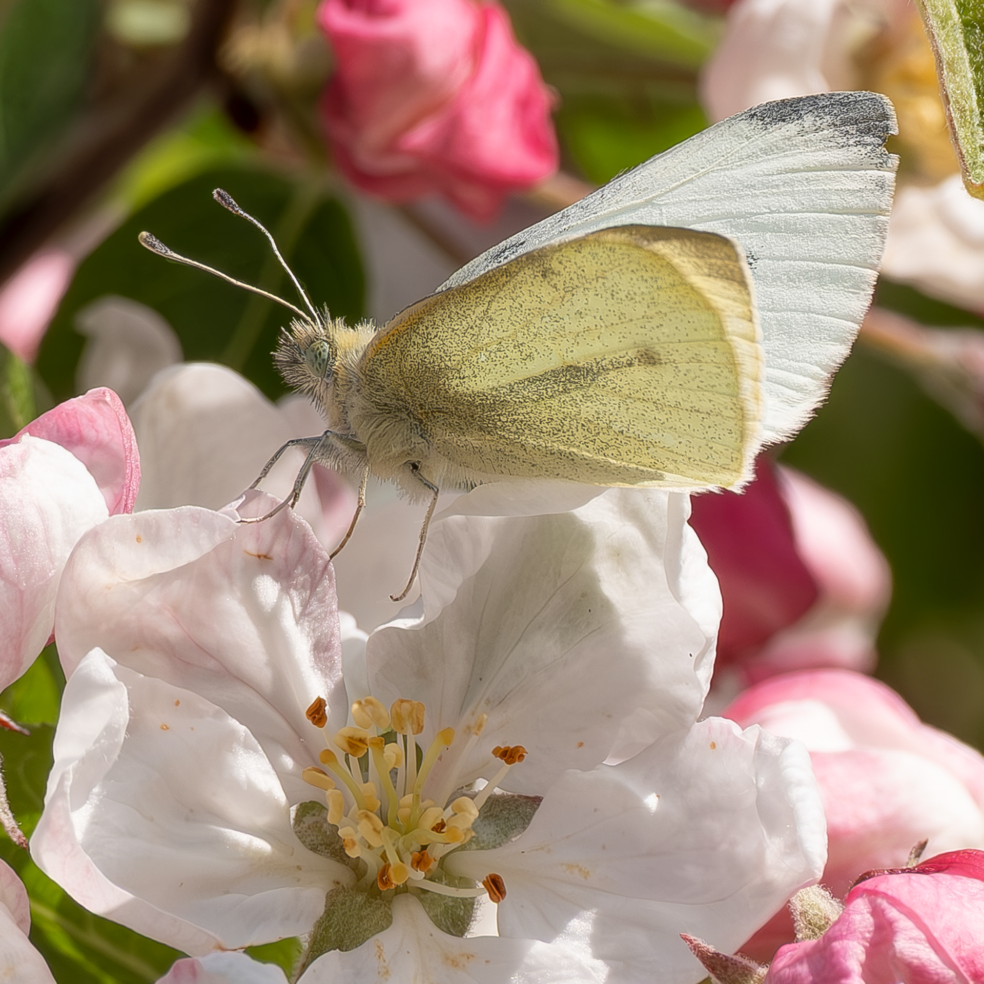 Small White, Kjargaard Road