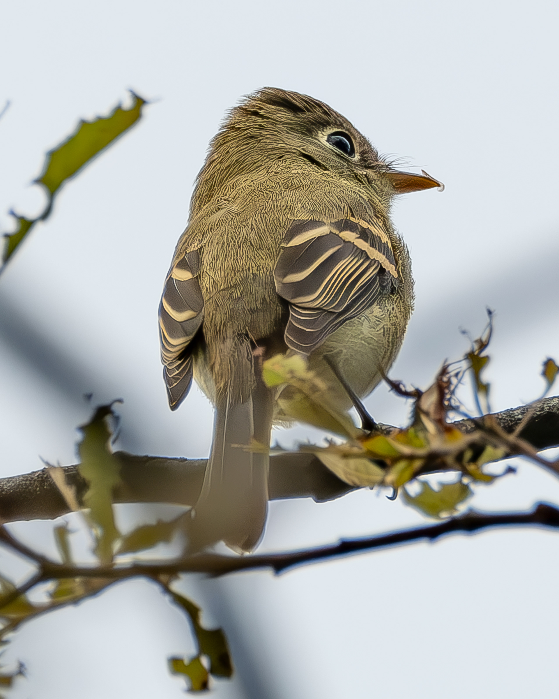 Western Flycatcher, Hummel Lake