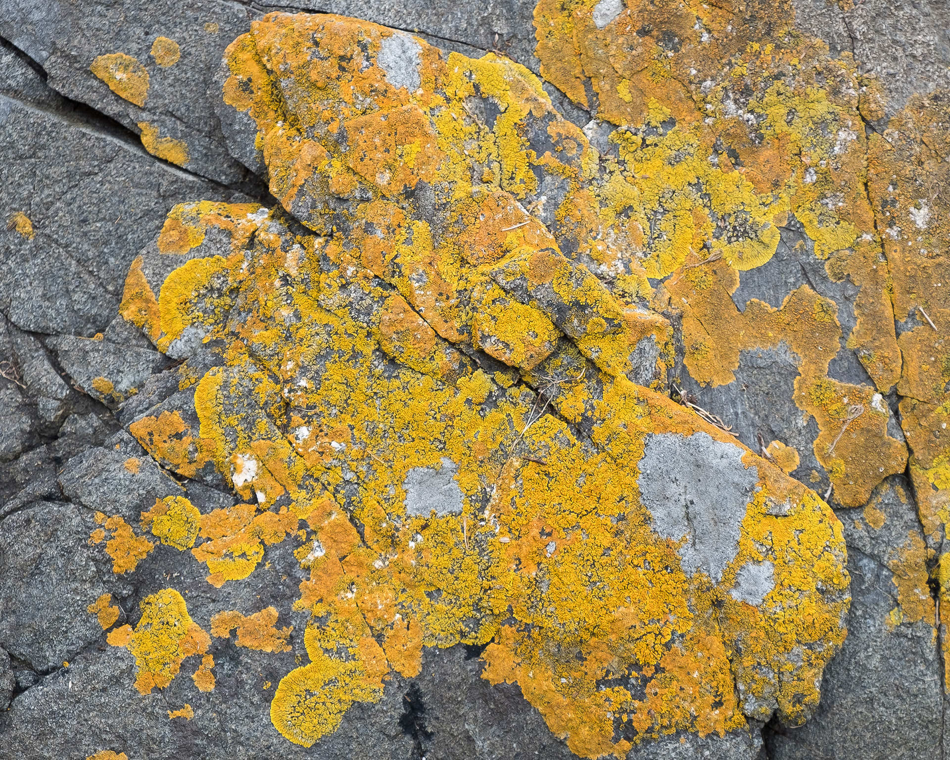 Sunburst Lichen (Xanthoria candelaria), Shark Reef
