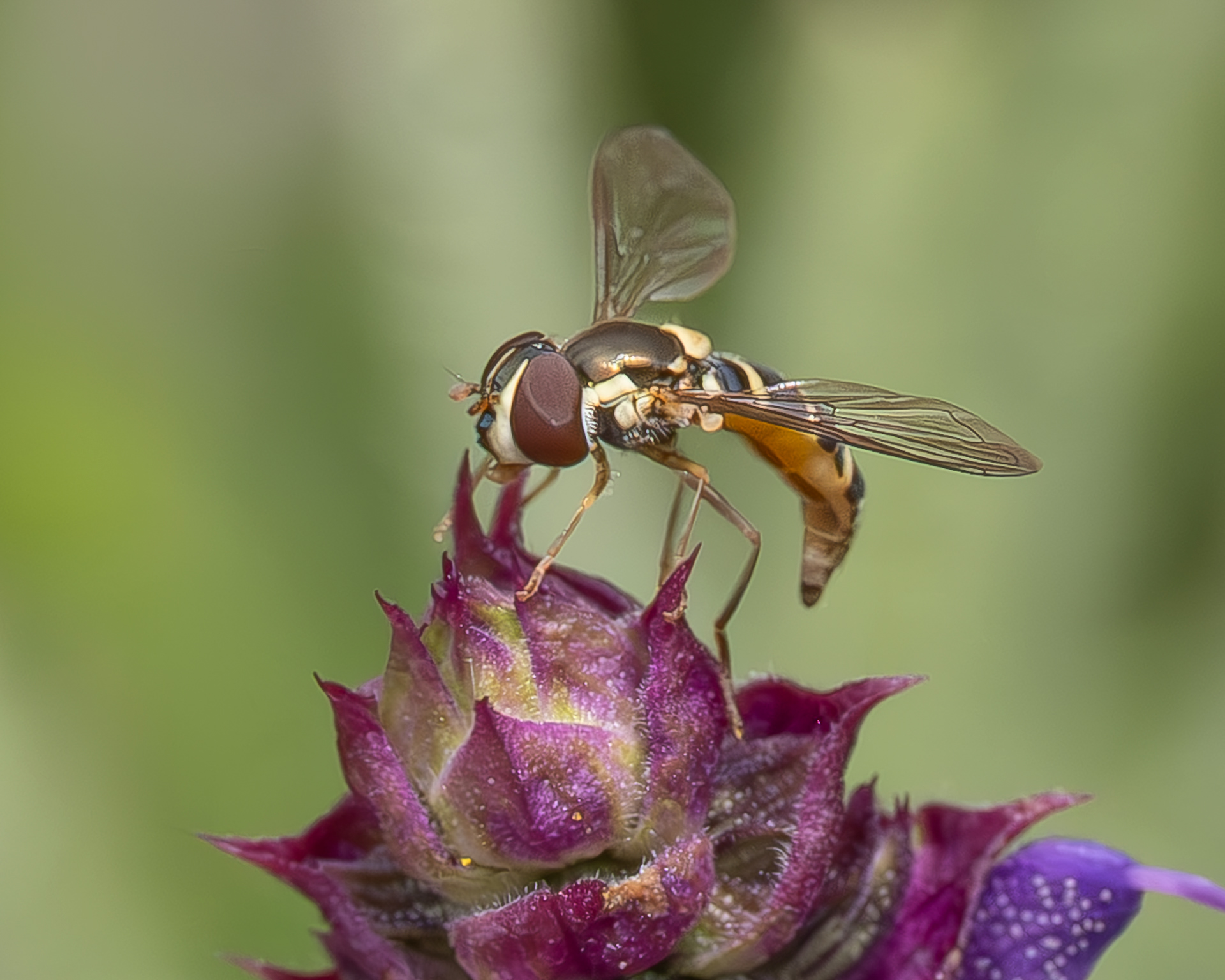 Diamond Spottail (Fazia micrura), Kjargaard Road