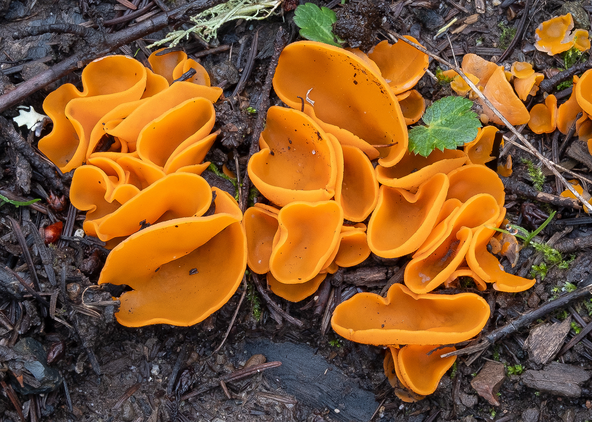 Orange peel fungus (Aleuria aurantia), Richardson Road