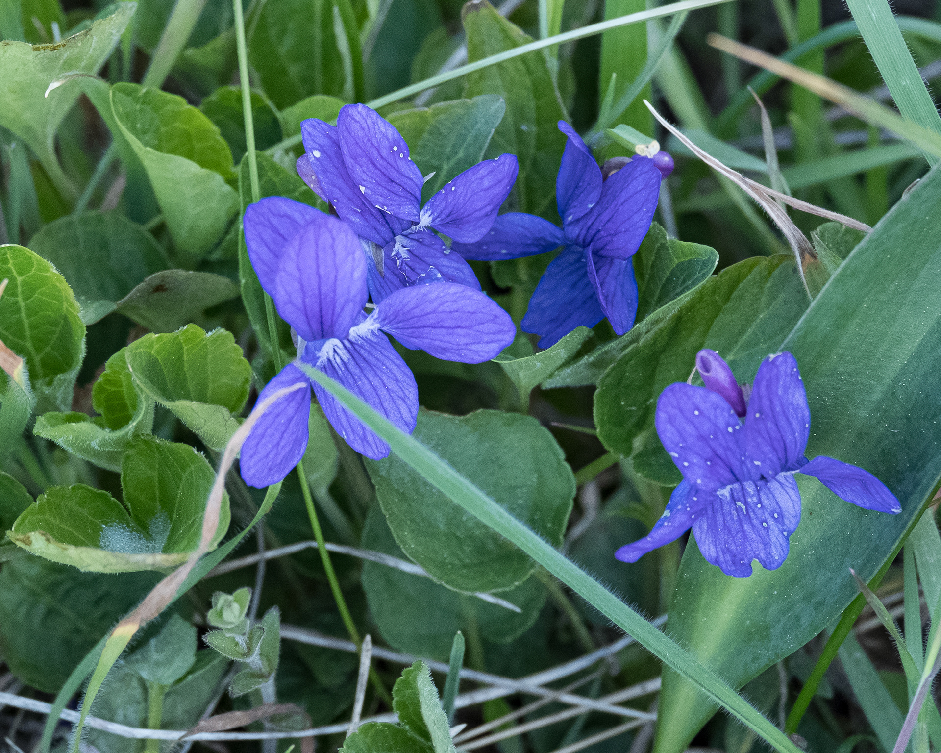 Early blue violet (Viola adunca), Iceberg Point