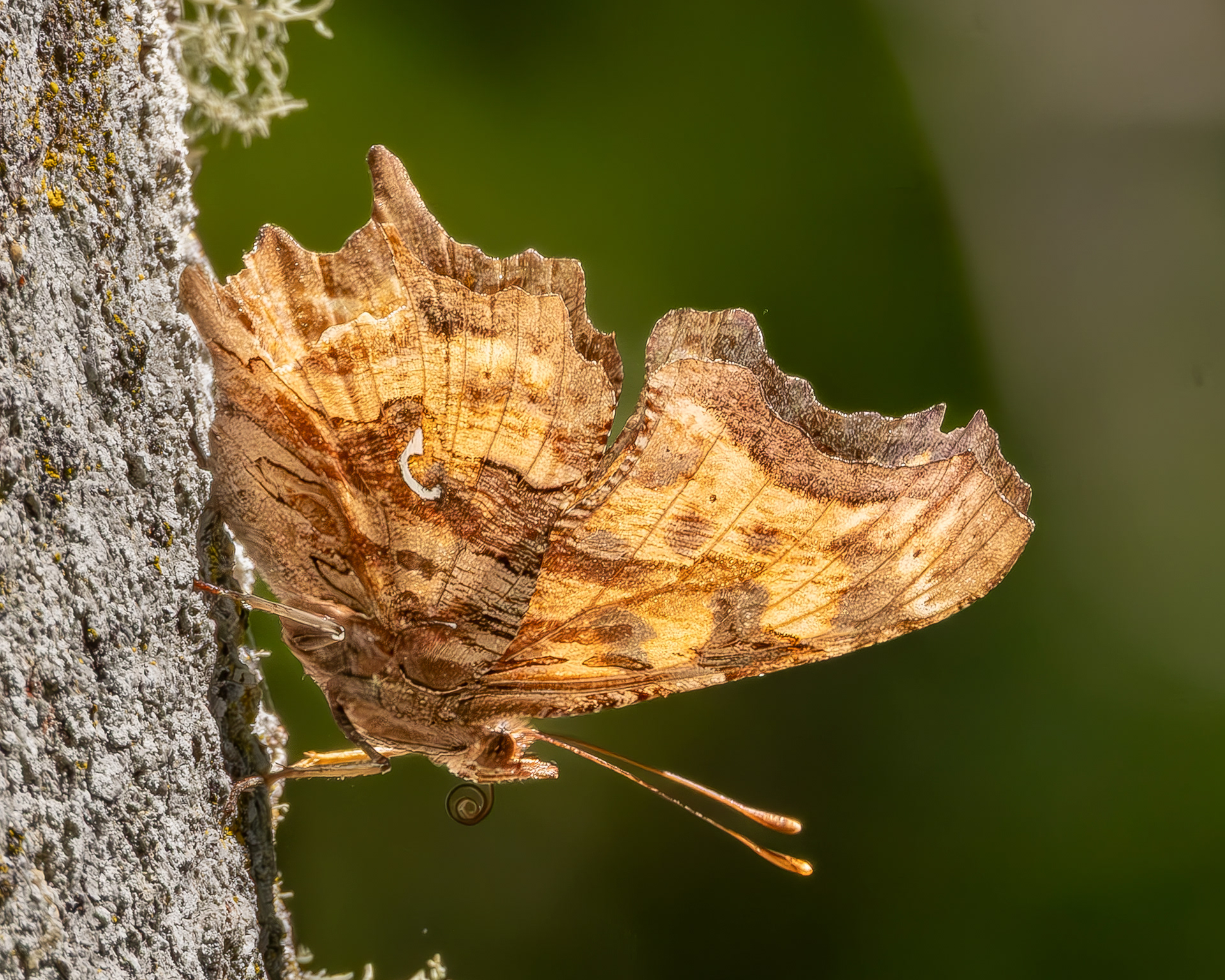 Satyr Comma (Polygonia satyrus), Shark Reef