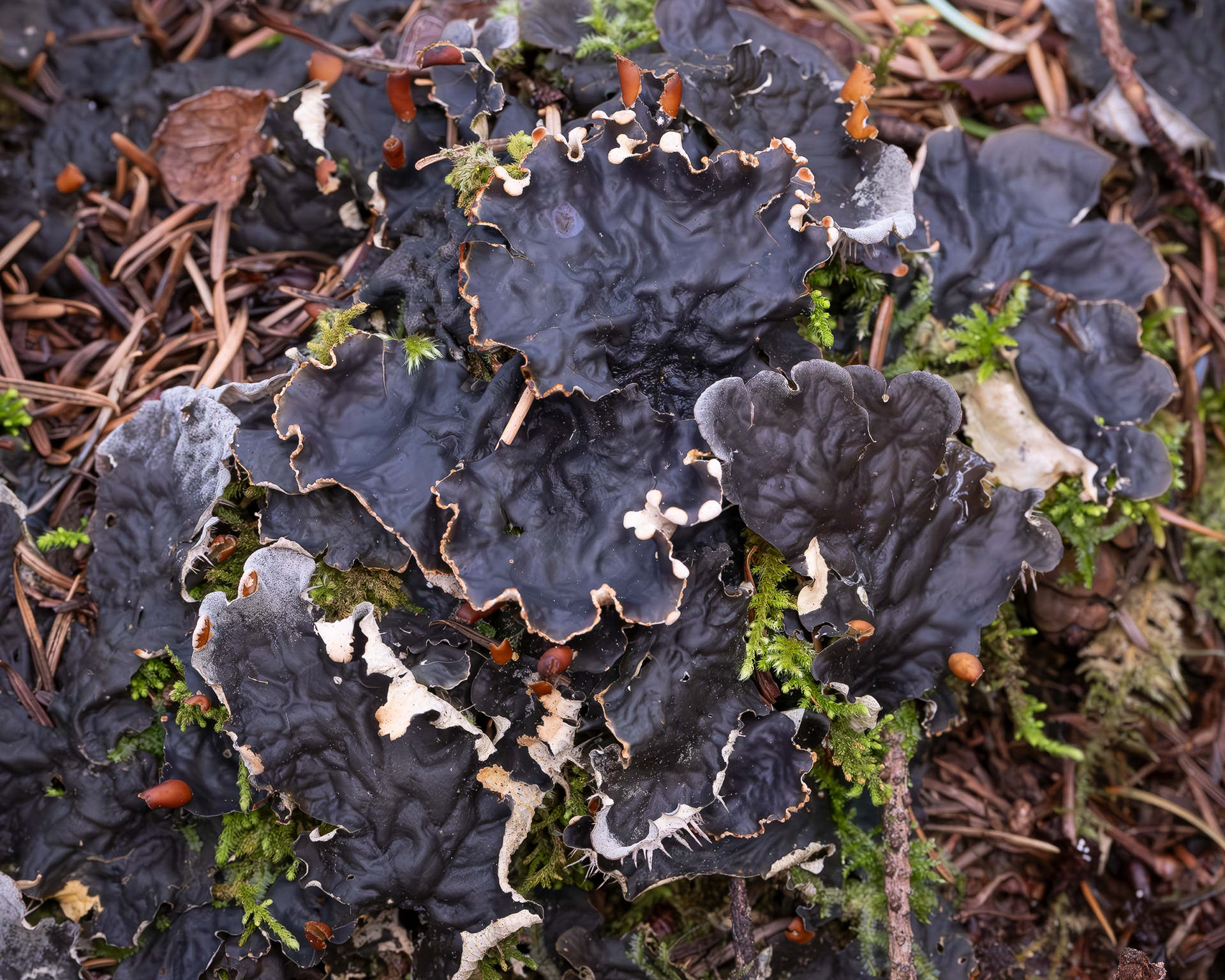 Membranous Pelt lichen (Peltigera membranacea), Richardson