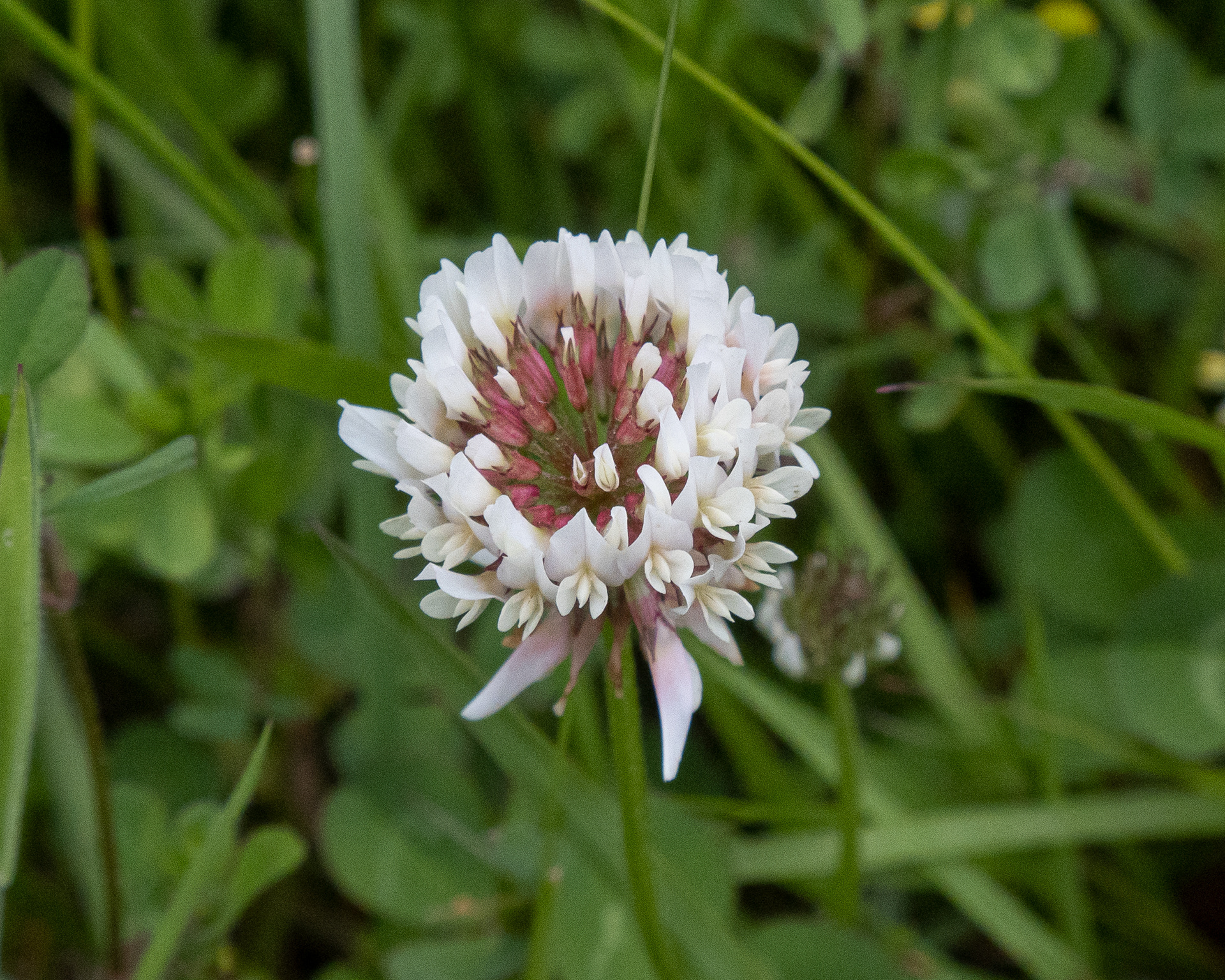 White Clover (Trifolium reopens), Davis Bay Road