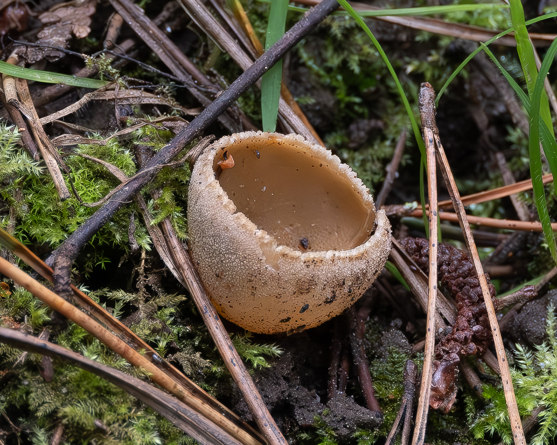 Toothed cup fungus (Tarzetta catinus), Spencer Spit