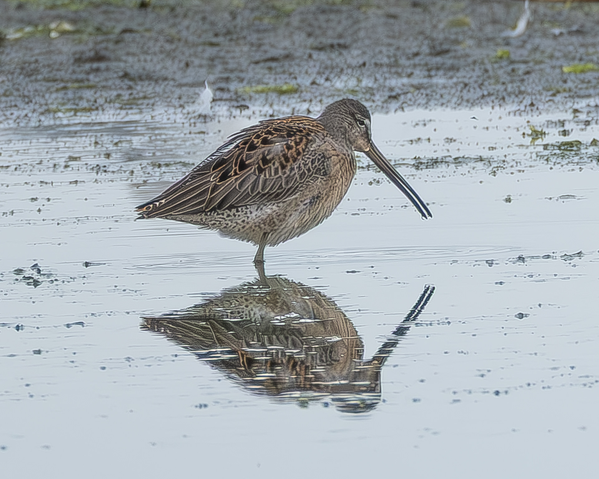Long-billed Dowitcher, Spencer Spit