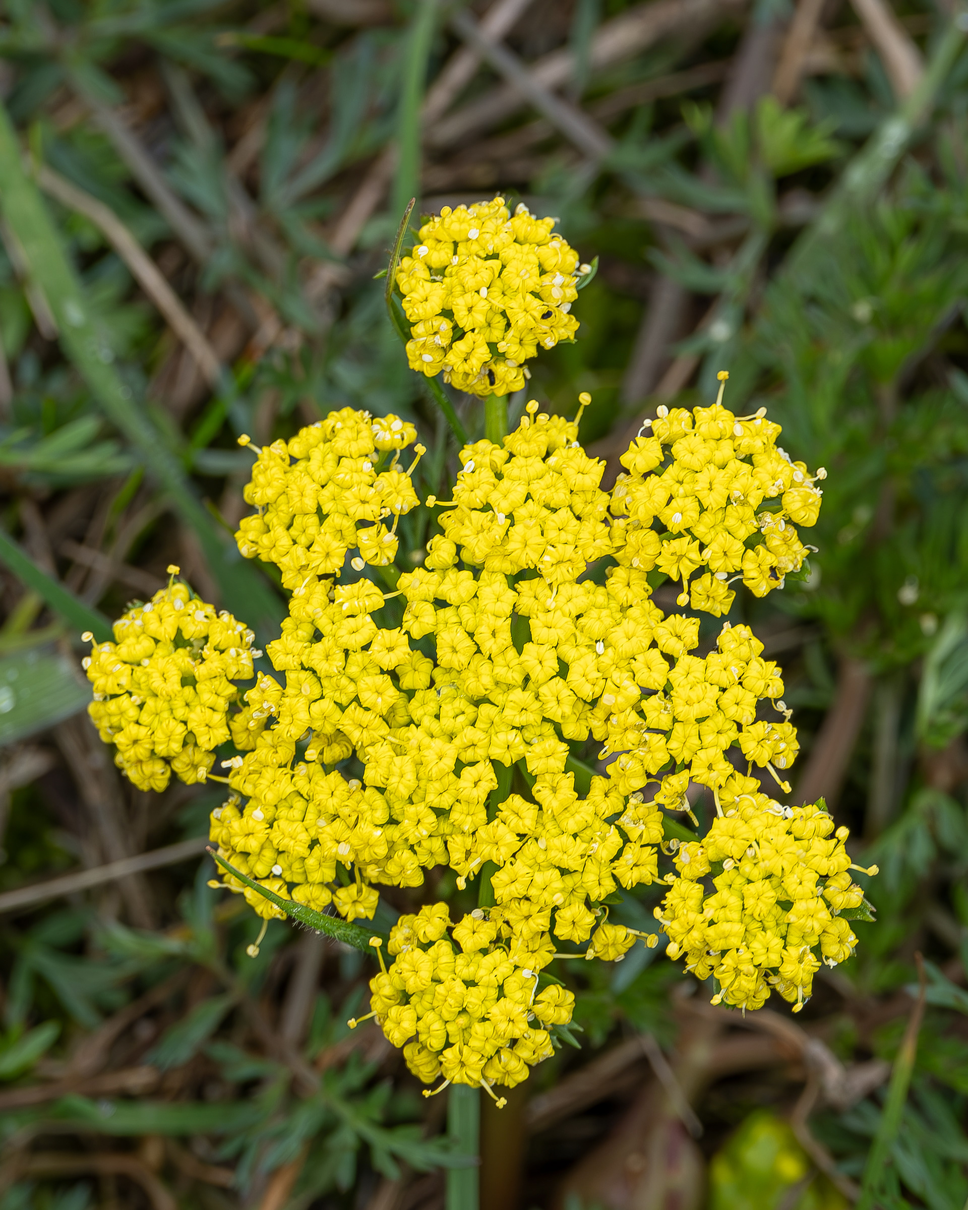 Spring gold (lomatium utriculatum), Iceberg Point
