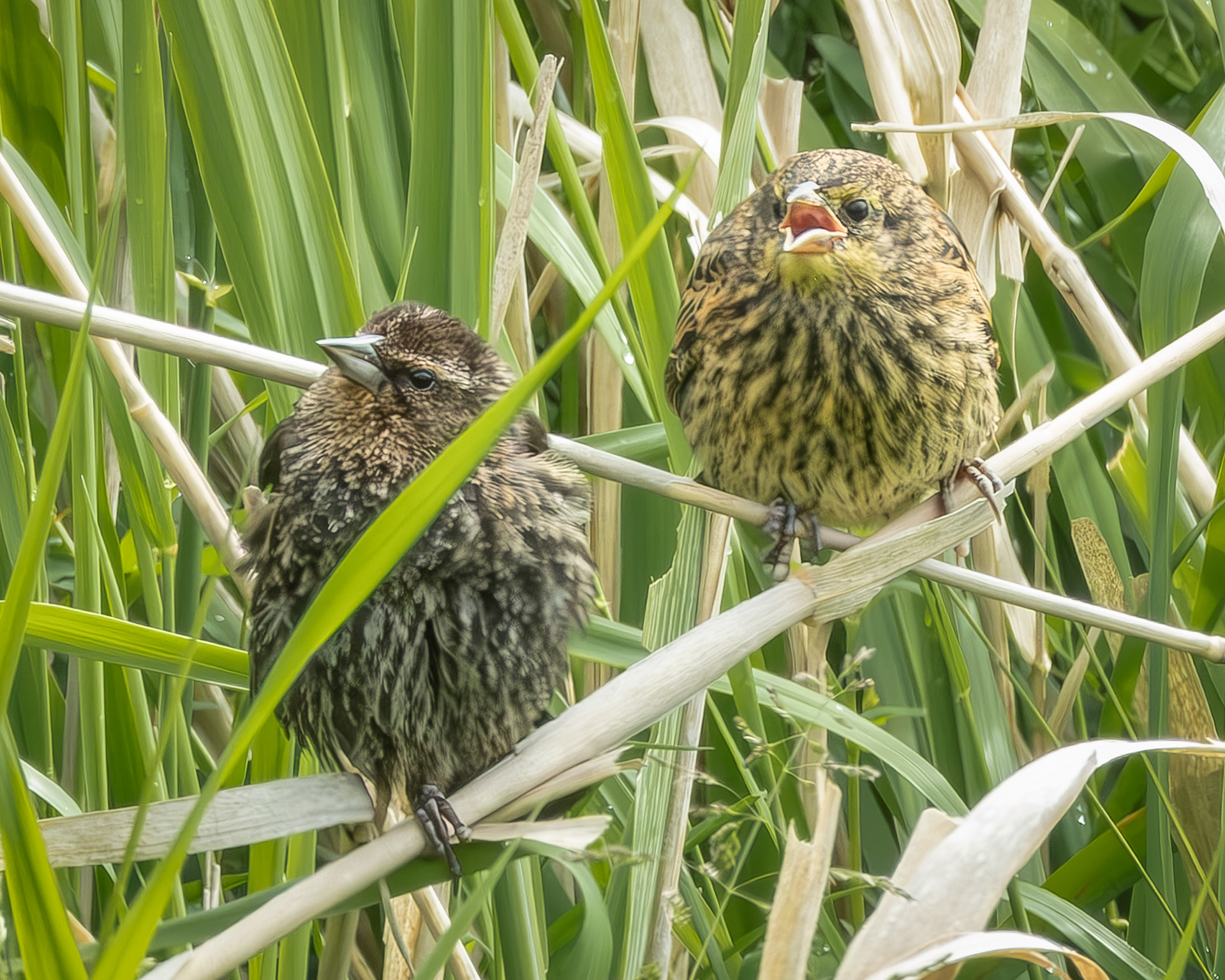 Fledging Red-winged Blackbirds, Richardson Marsh