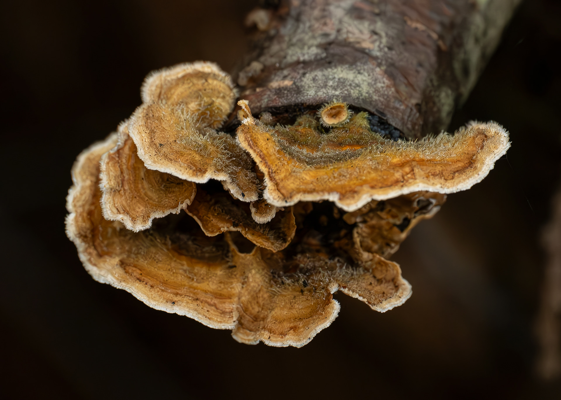 Hairy curtain crust (Stereum hirsutum), Hummel Lake Preserve