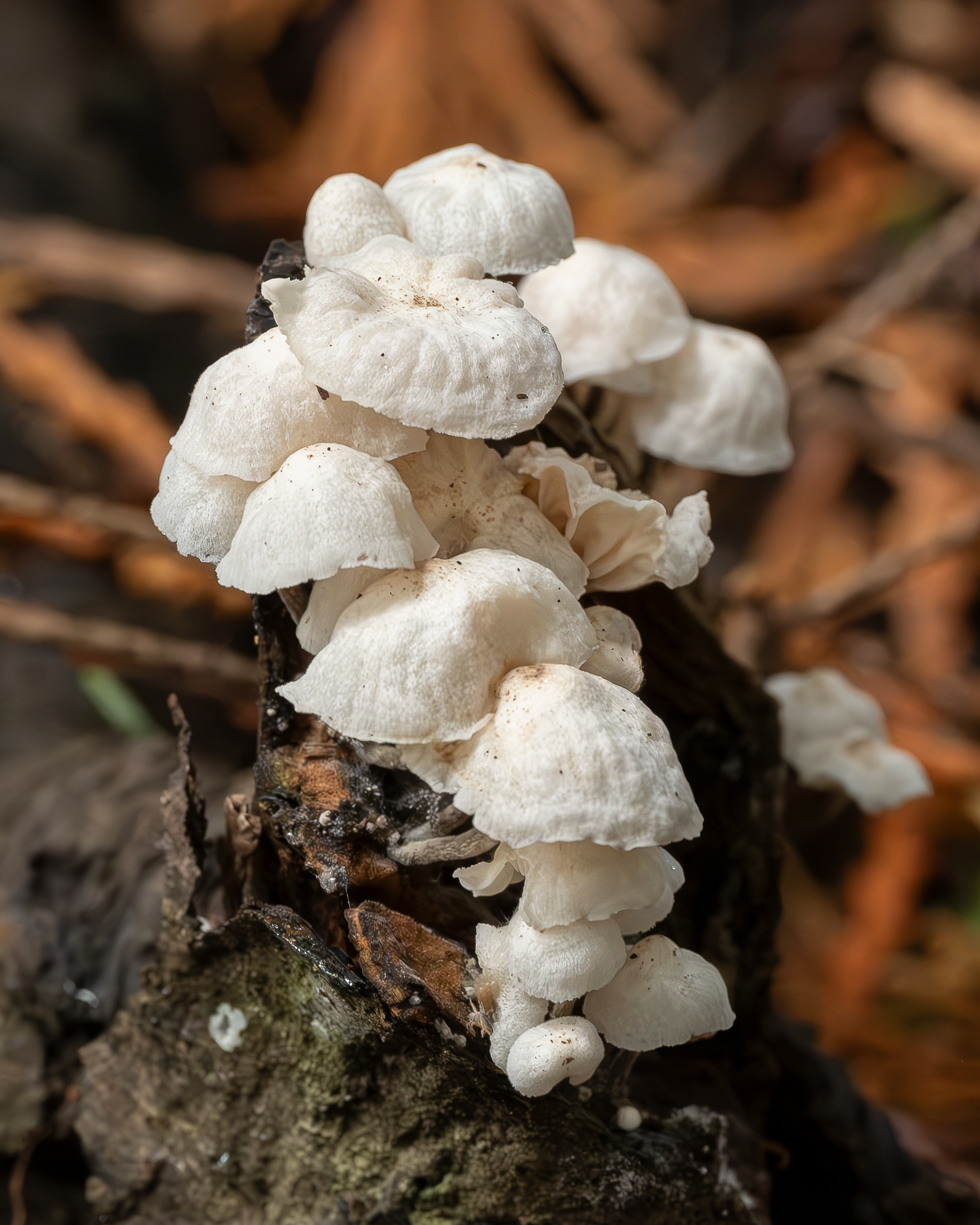 Fairy parachutes (Marasmiellus candidus), Hummel Lake Preserve
