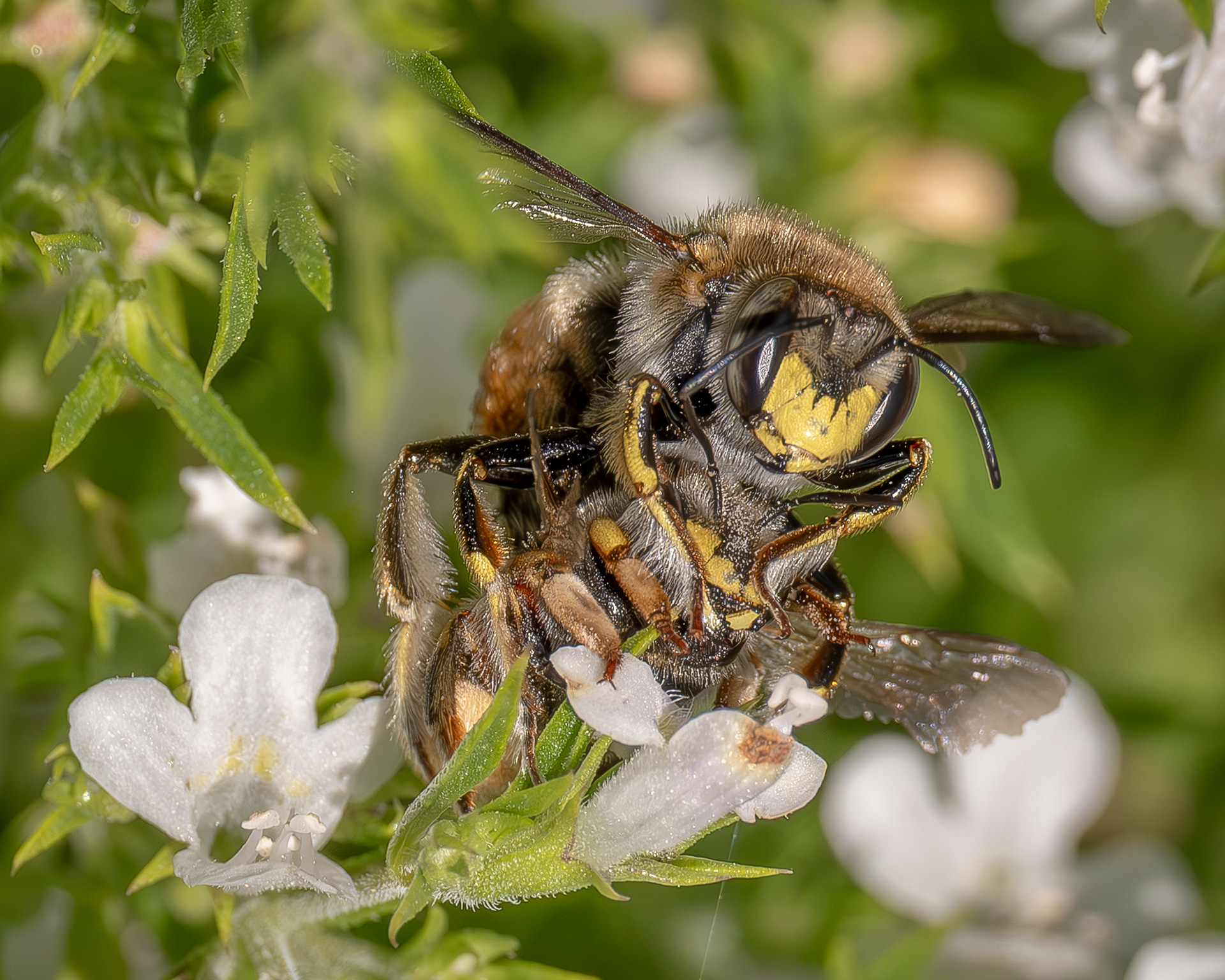 European Woolcarder Bee (Anthidium manicatum), Kjargaard Road