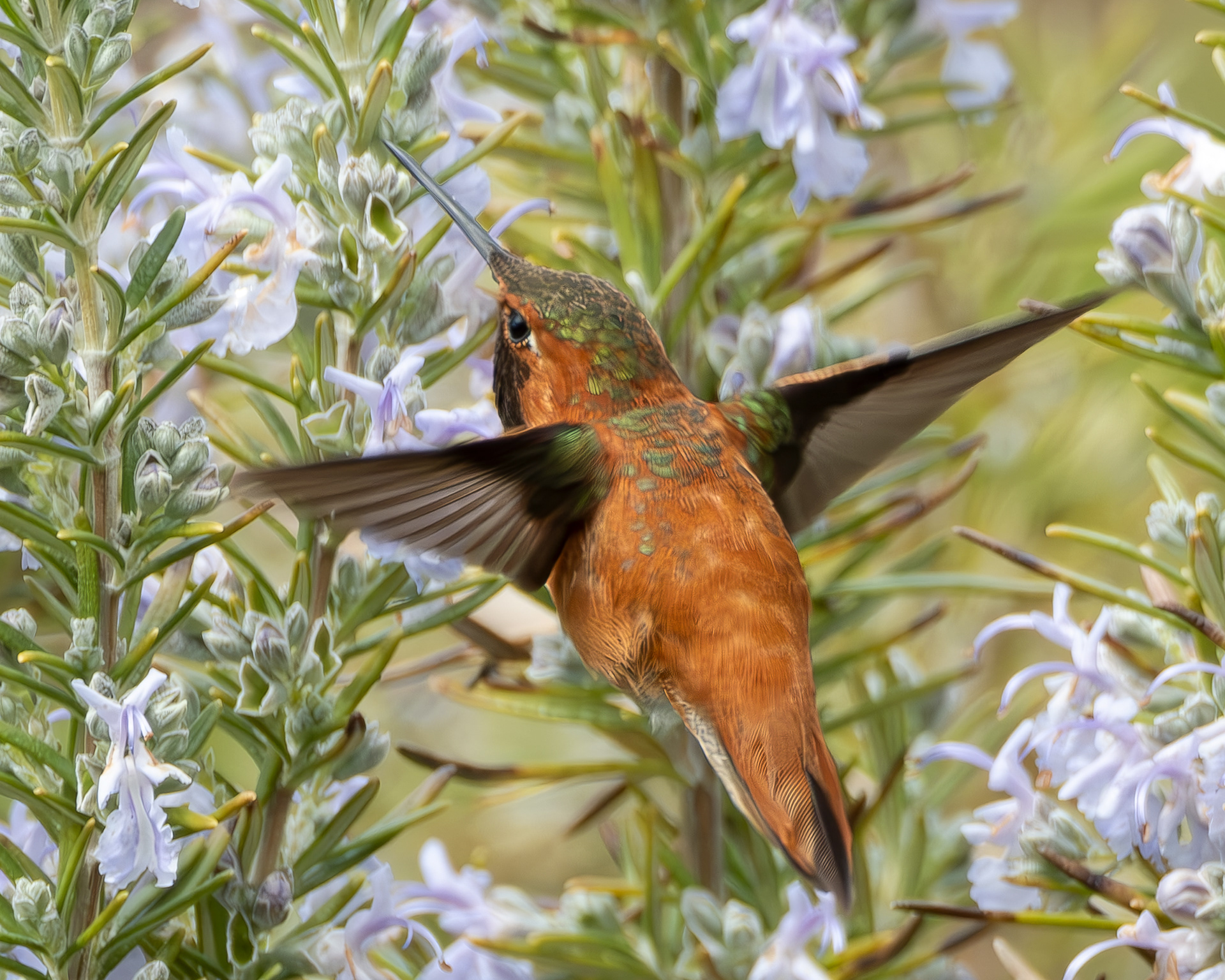 Rufous Hummingbird, Kjargaard Road