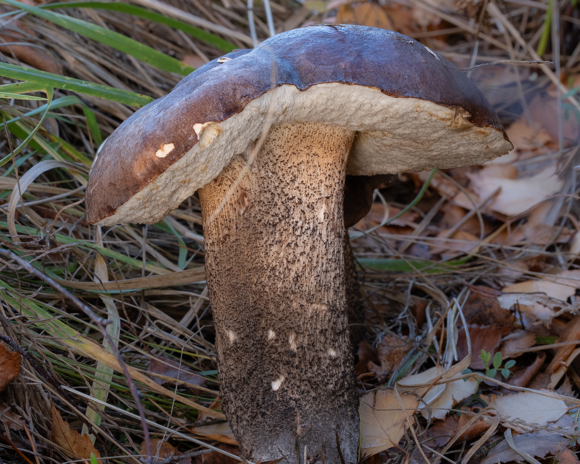 Brown Birch bolete (Leccinum scabrum), Kjargaard Road