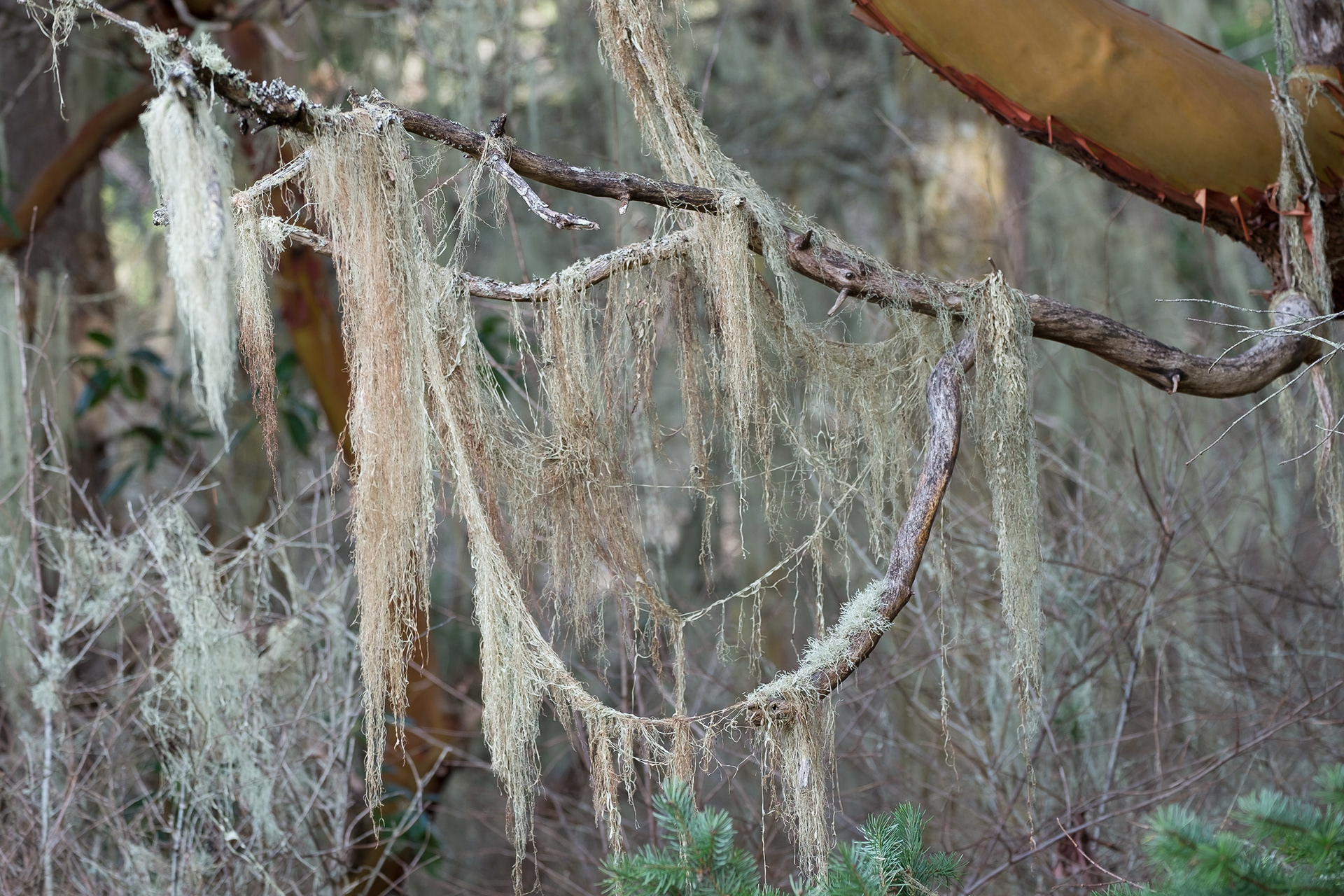 Beard Lichen (Usnea scabrata), Richardson Marsh