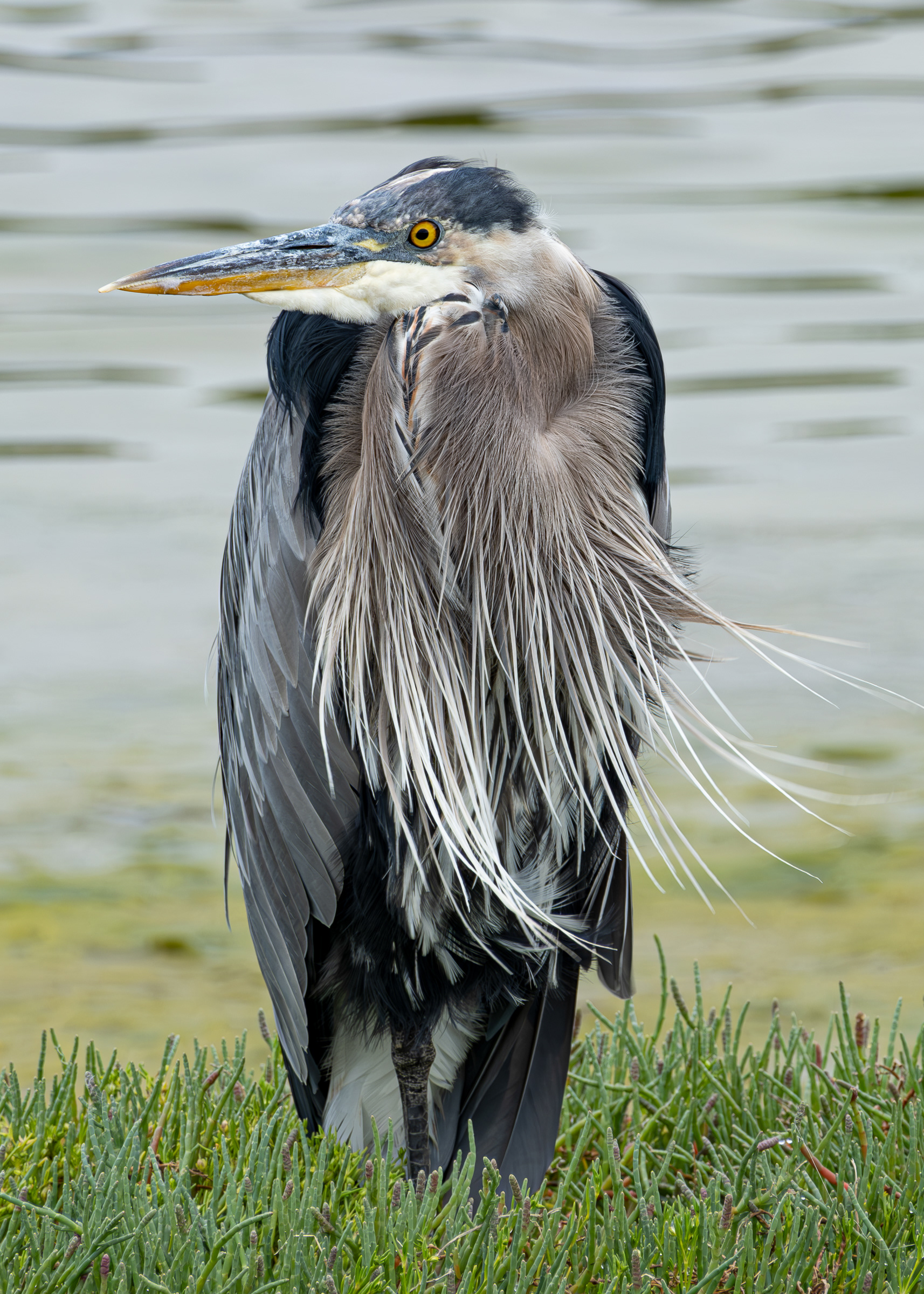 Great Blue Heron, Fisherman Bay