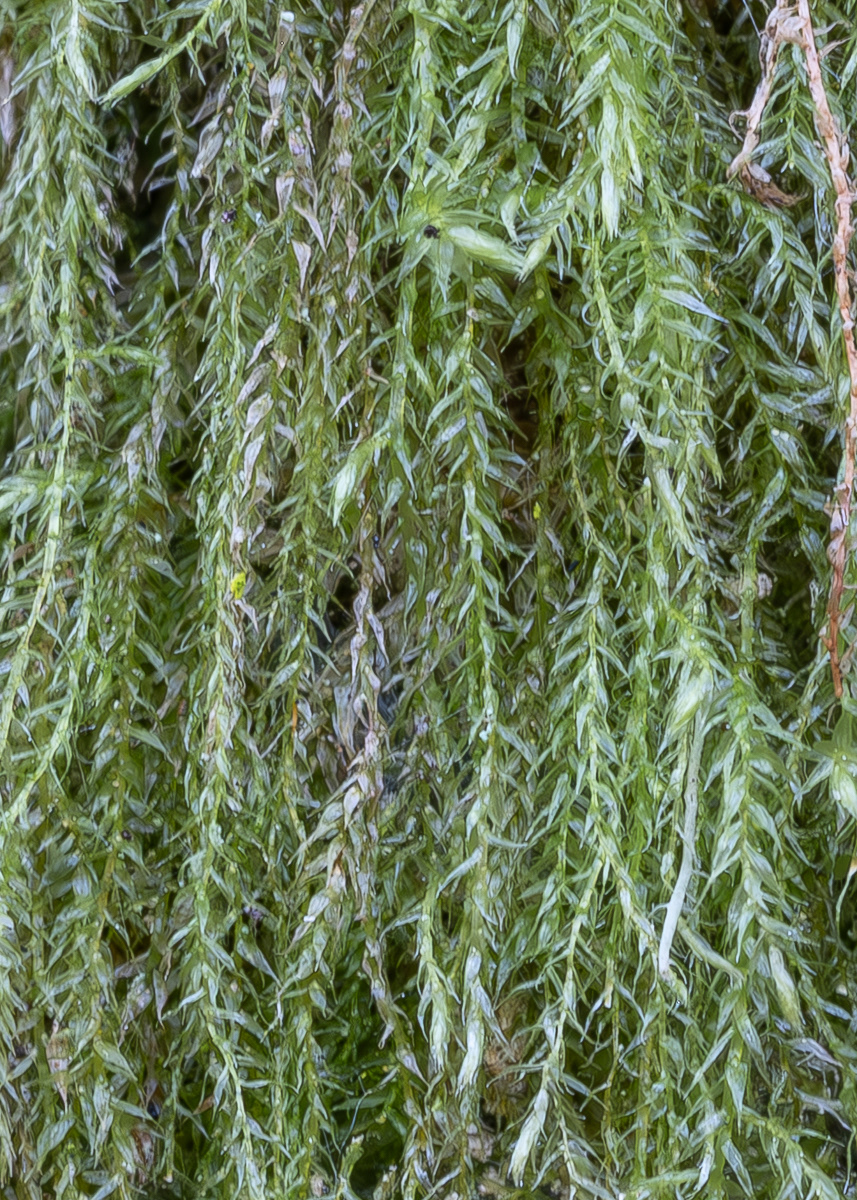Cat-tail Moss (Pseudisothecium stoloniferum), Point Colville