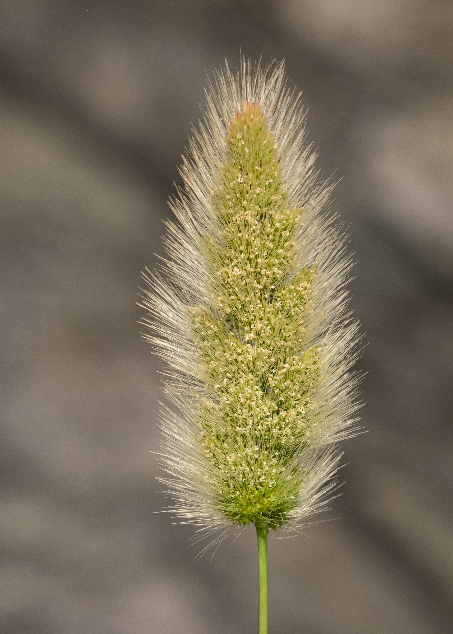 Rabbitfoot grass (Polypogon monspeliensis), Iceberg Point