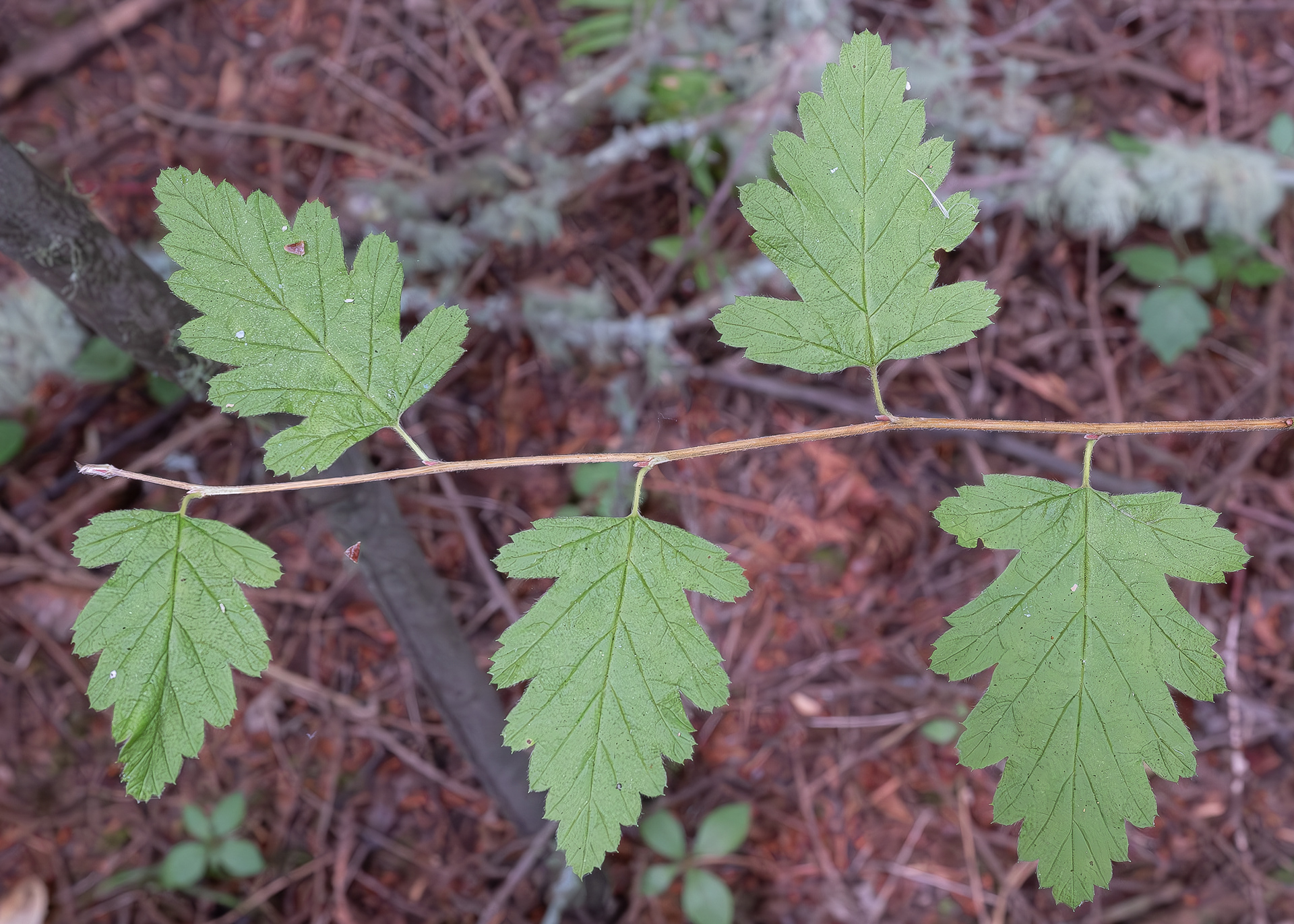 Oceanspray leaves, Watmough Bay