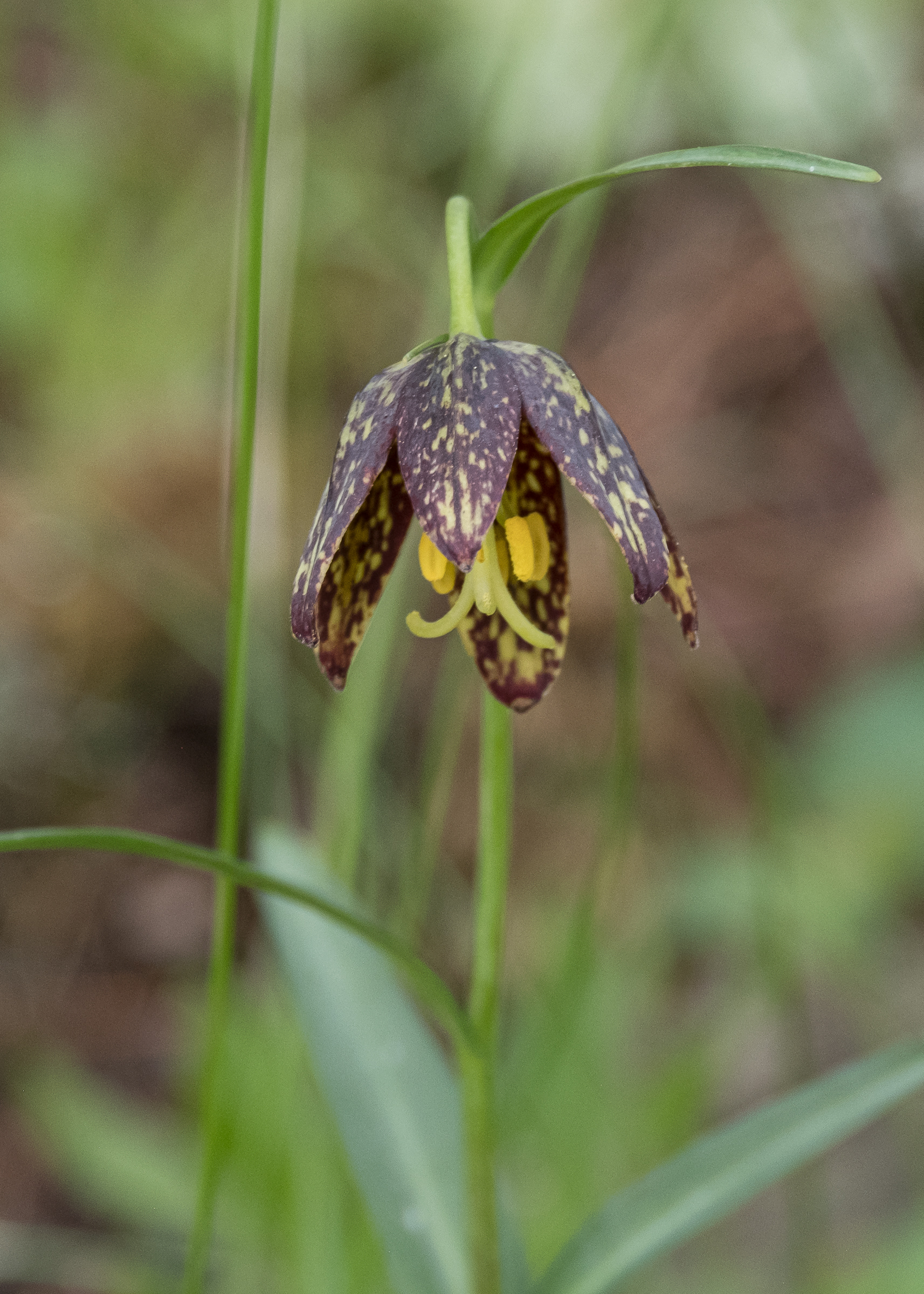 Chocolate Lily, (Fritillaria lanceolata), Chadwick Hill