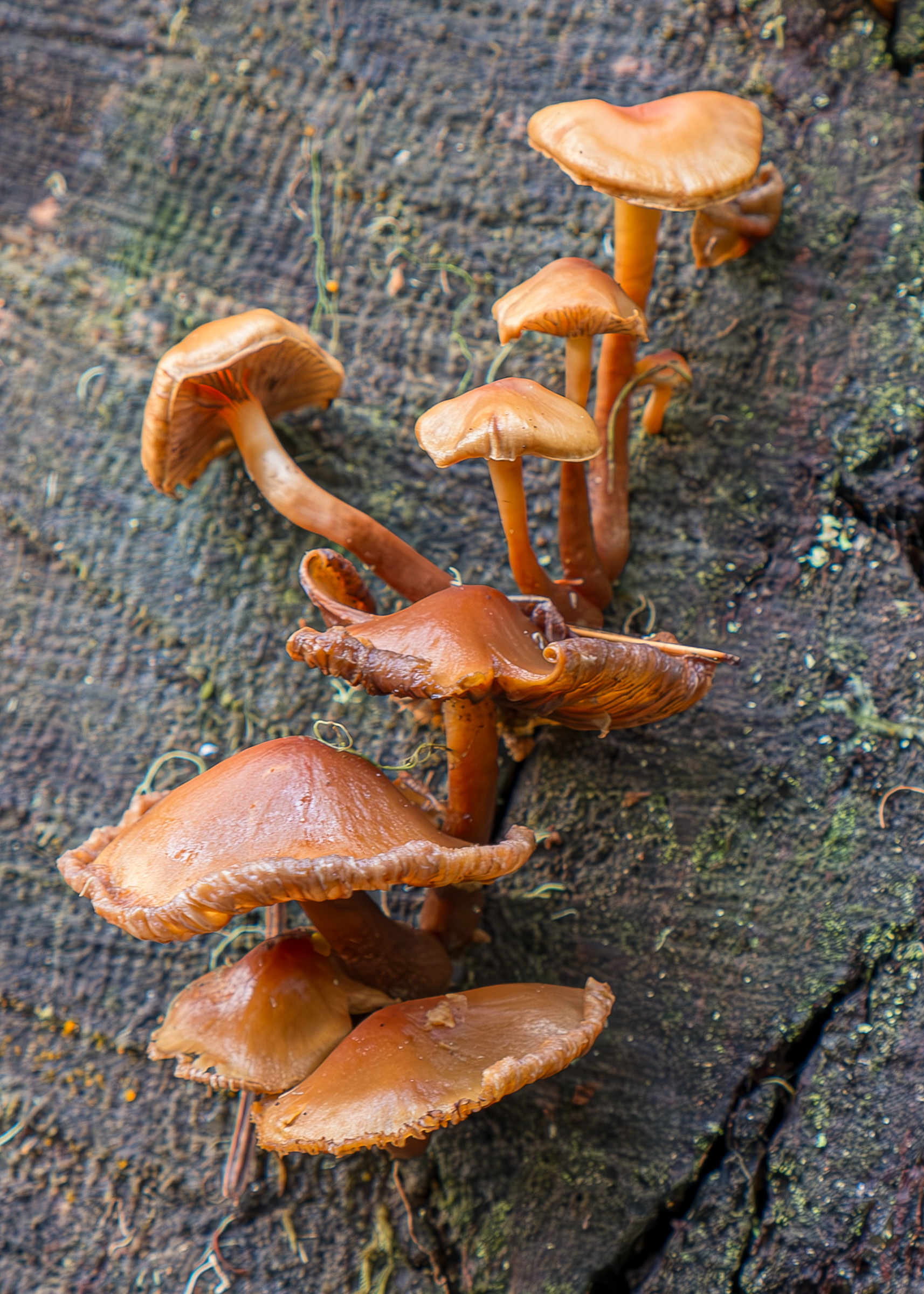 Velvet foot (Flammulina velutipes), Watmough