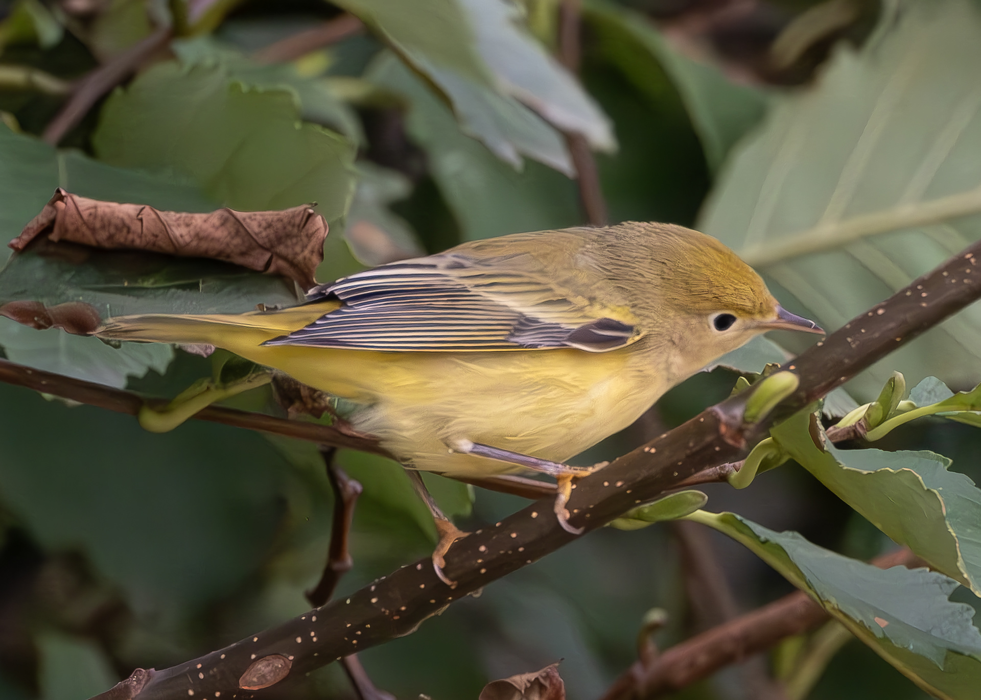 Yellow Warbler, Agate Beach