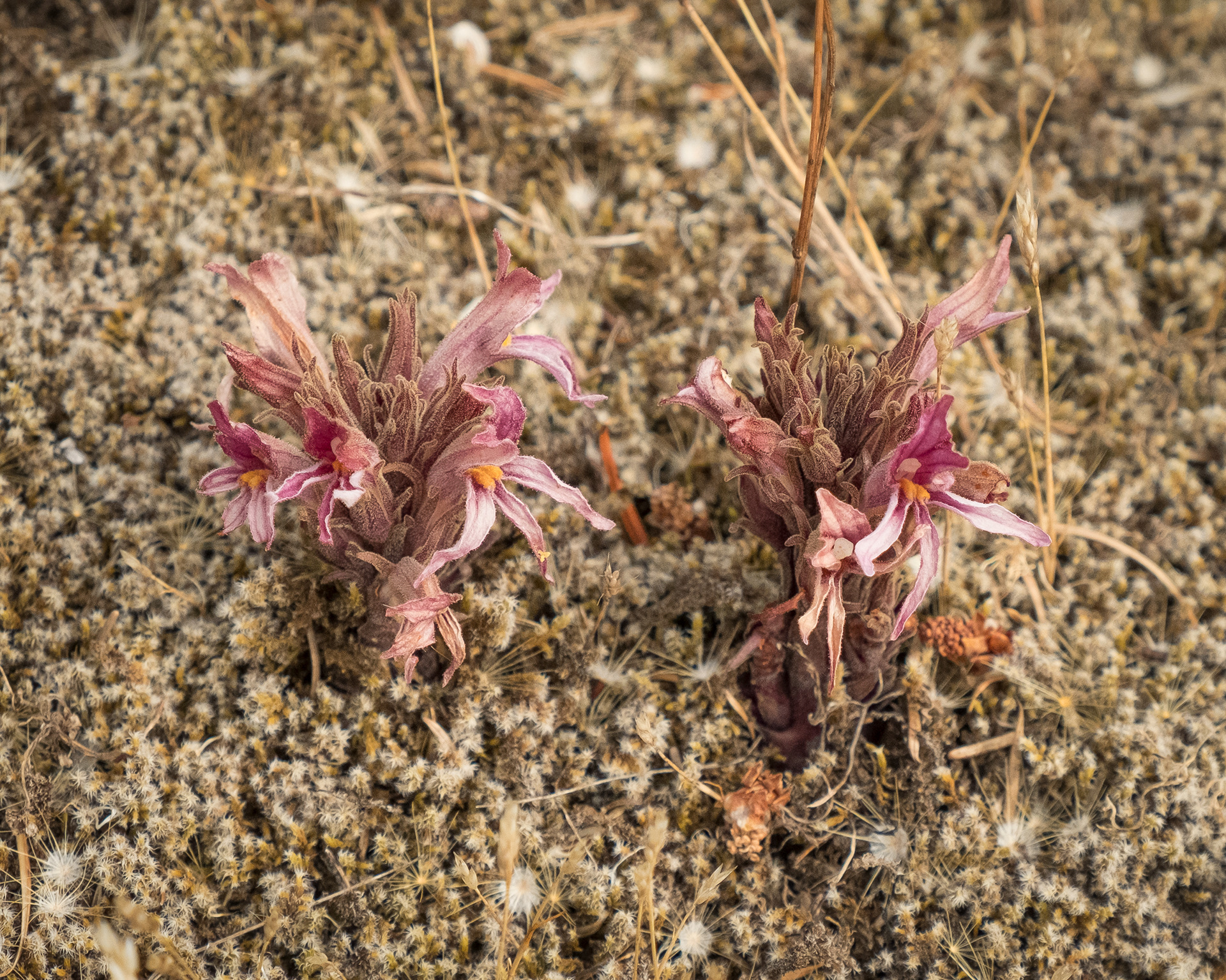 California broomrape (Orobanche californica), Chadwick Hill