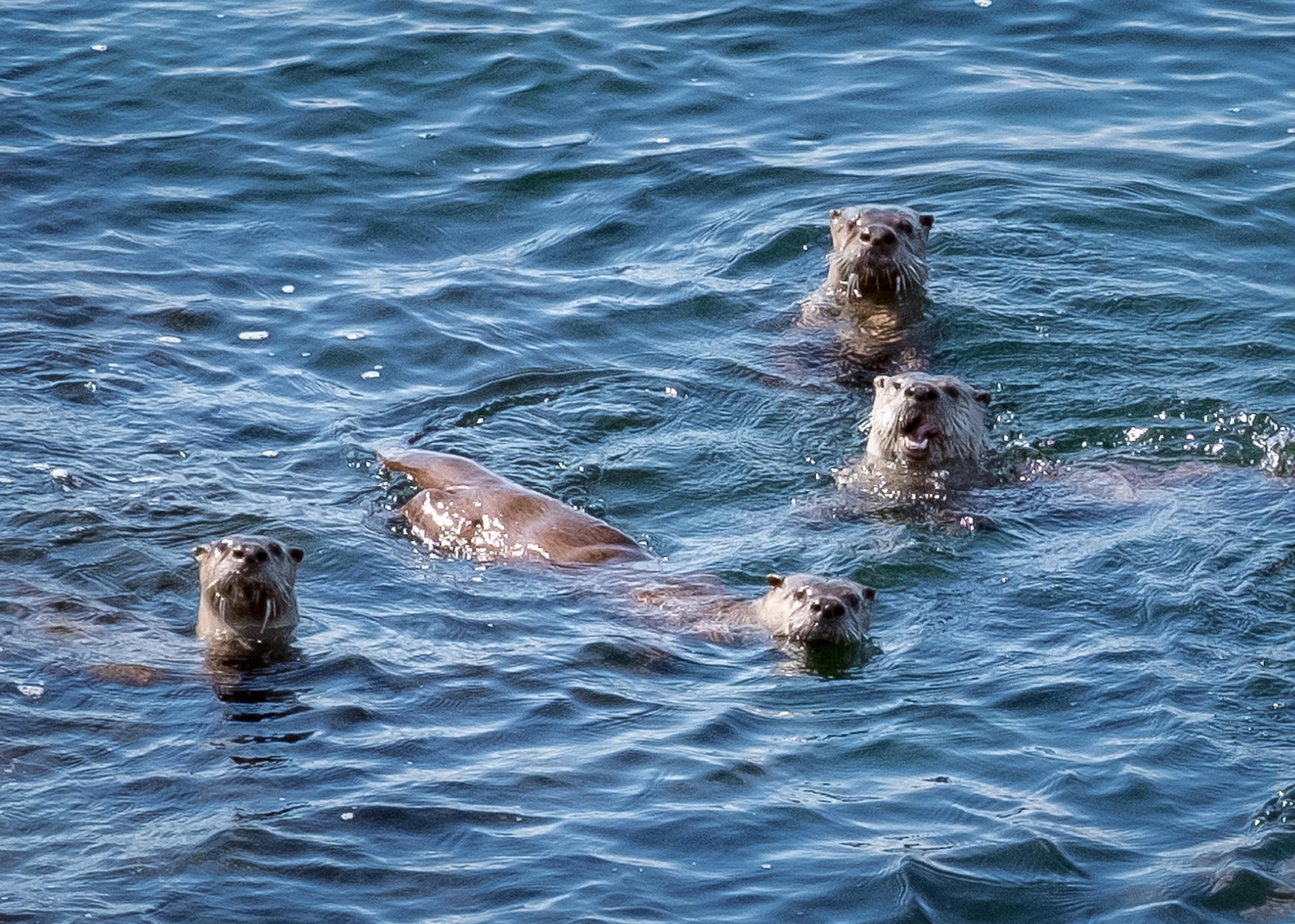 River otters, Iceberg Point