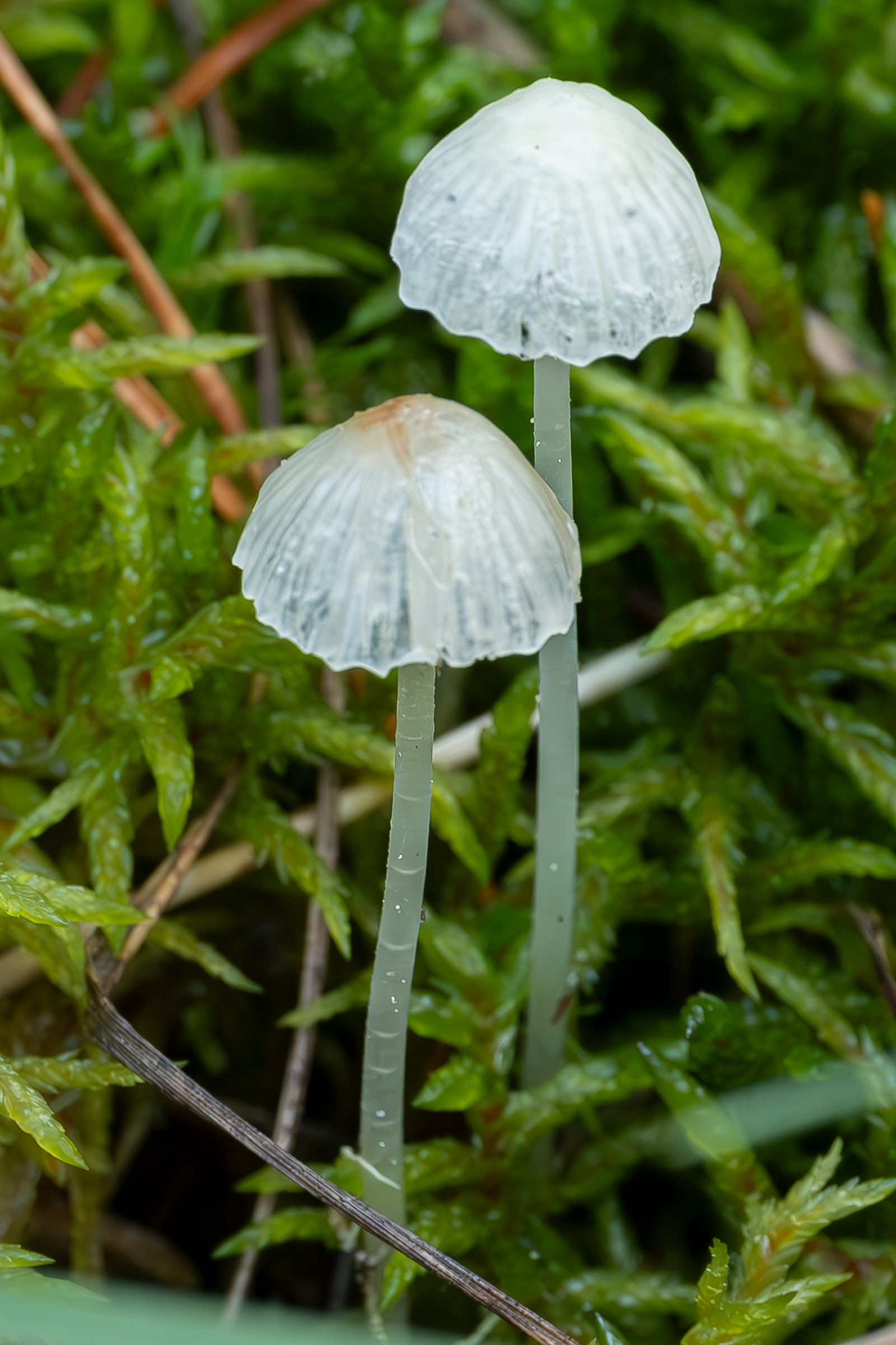 Ivory bonnet (Atheniella flavoalba), Lopez Hill