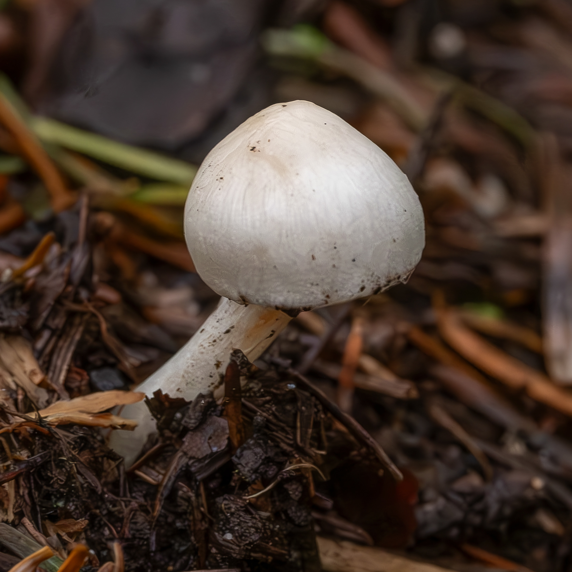 Blushing fibrecap (Inocybe whitei), Shark Reef