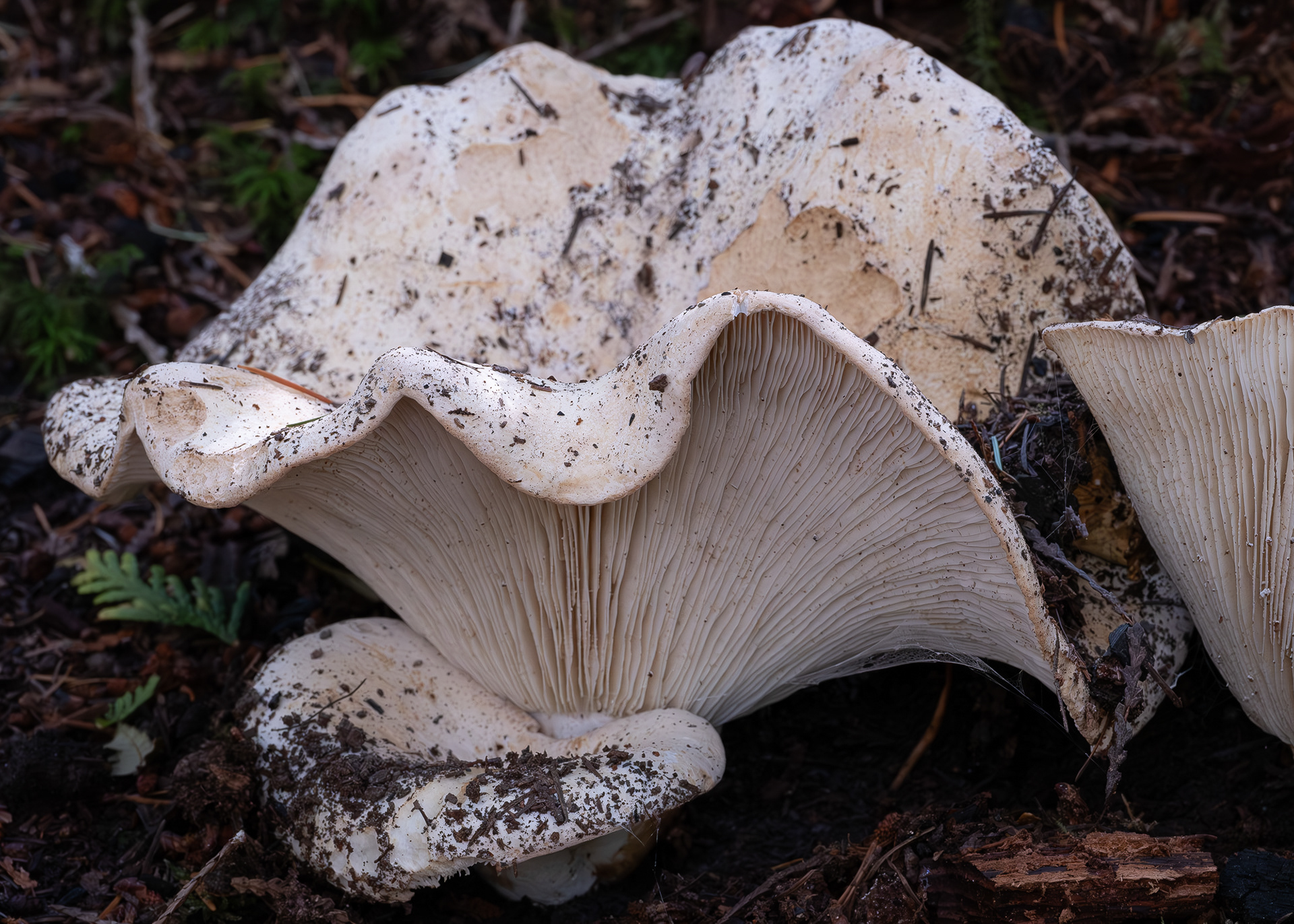 Short-stemmed russula (Russula brevipes), Lopez Hill