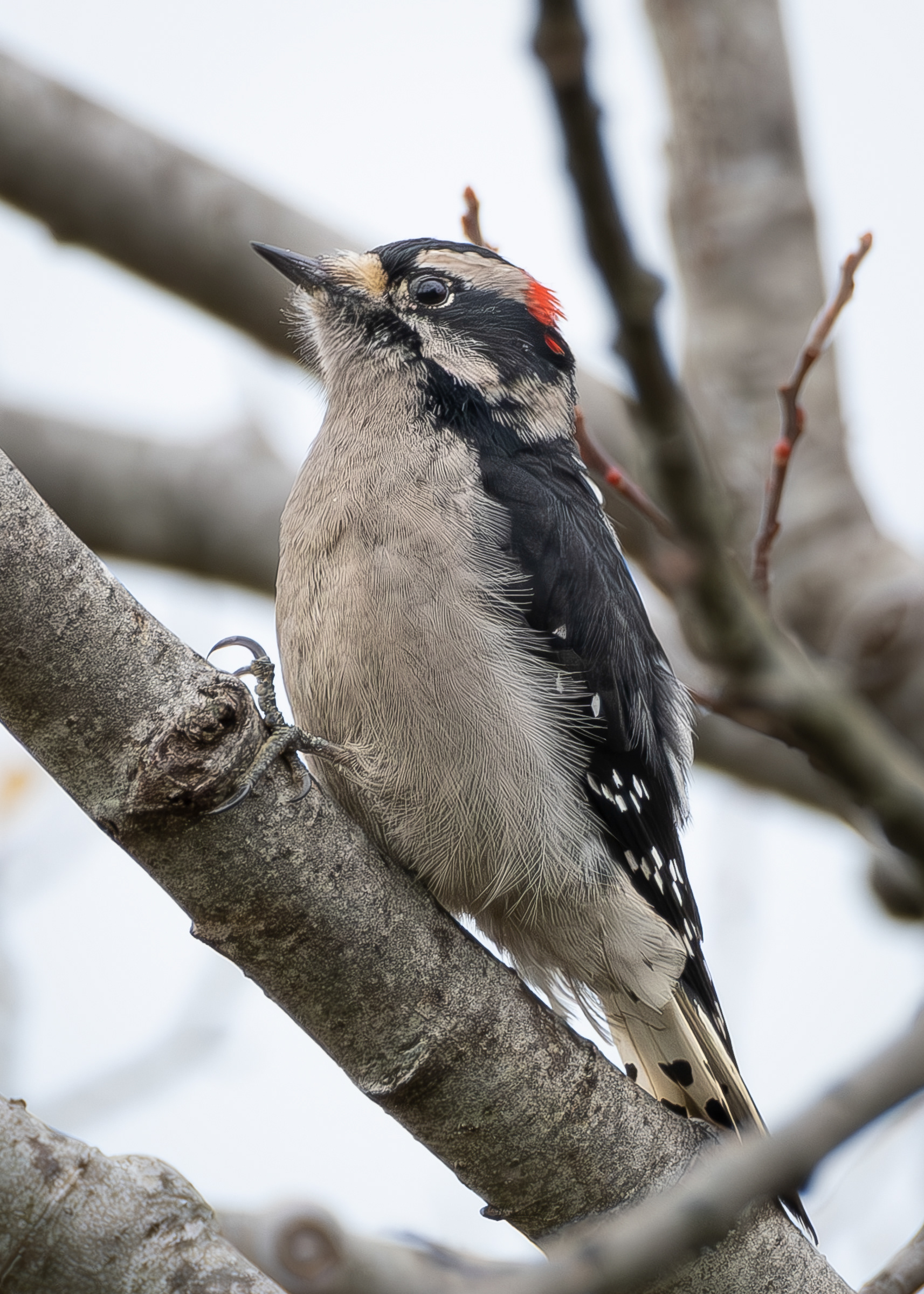 Downy Woodpecker, Fisherman Bay Preserve