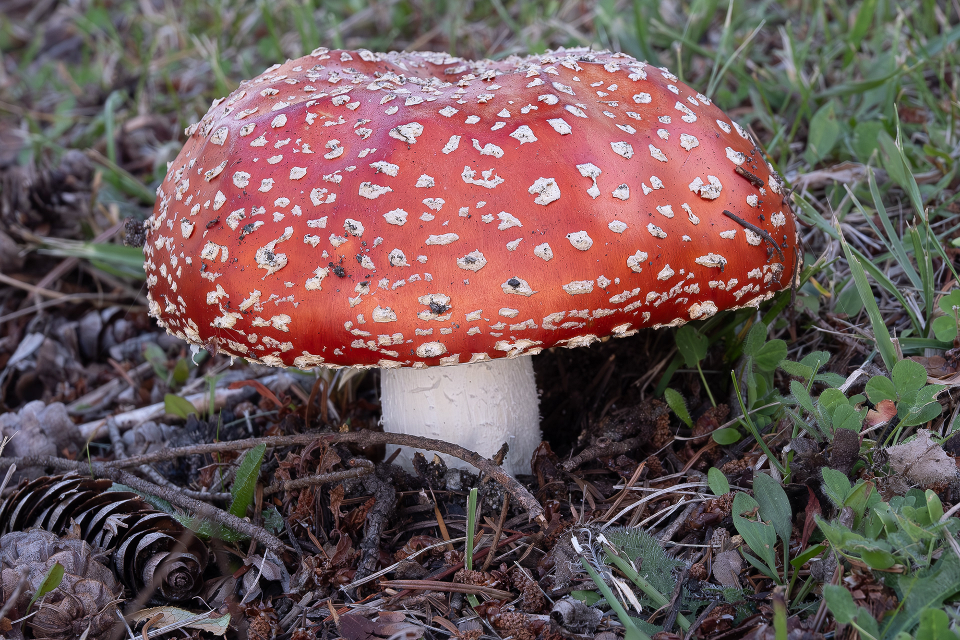 Fly agaric (Amanita muscaria), Lopez Cemetery
