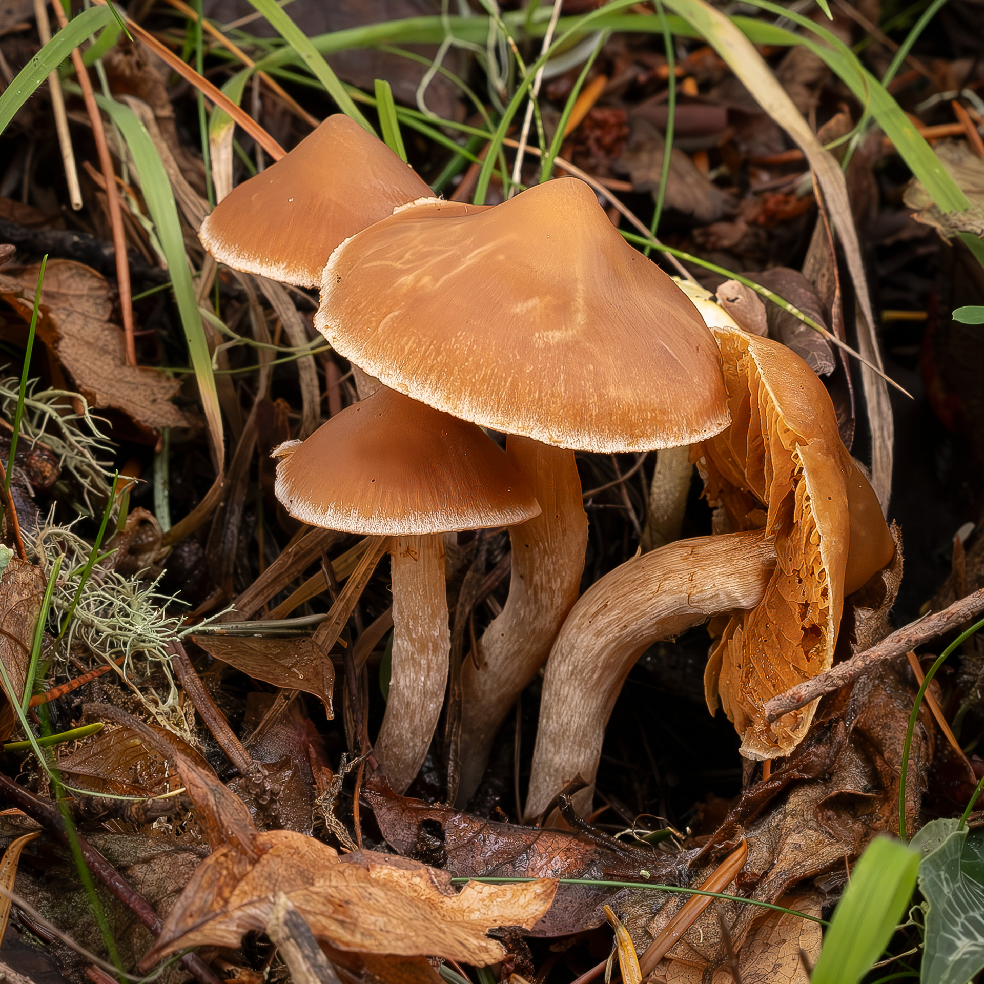 Scurfy twiglet (Tubaria furfuracea)