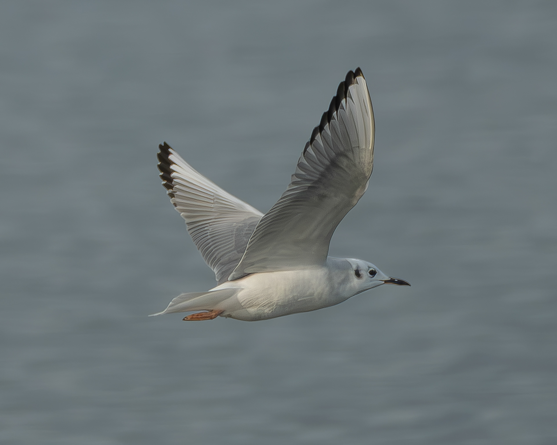 Bonaparte's Gull, Otis Perkins Park
